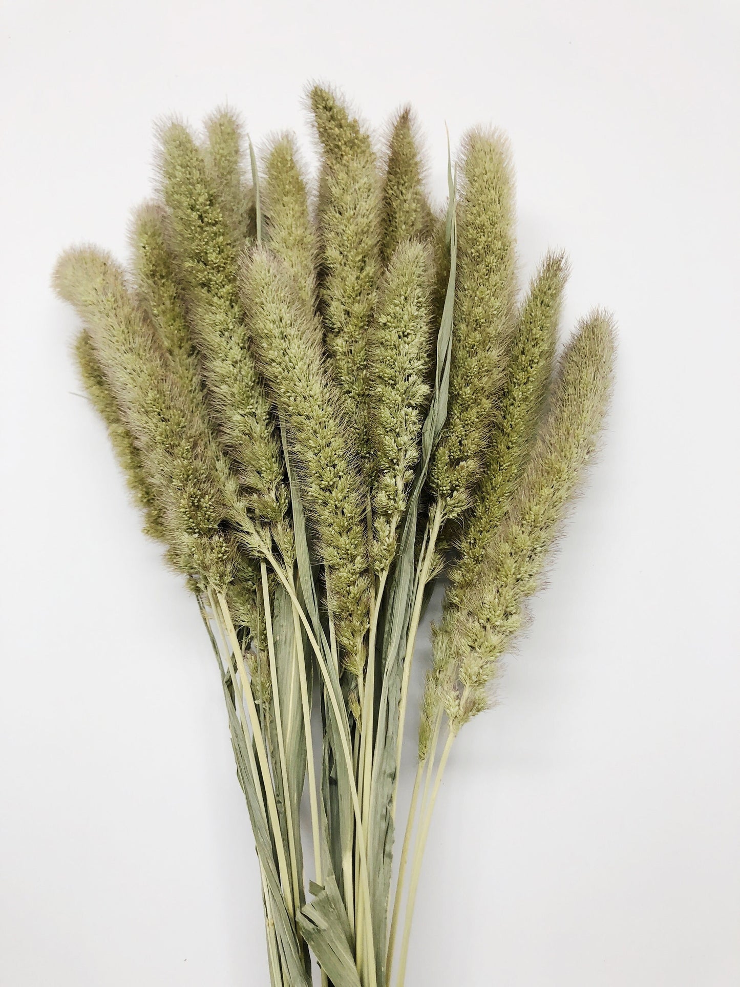 Seteria Grass, Preserved Grass, Wedding Bouquet, Floral Arrangements, House Decoration, Wheats and Grass, Filler, Tall