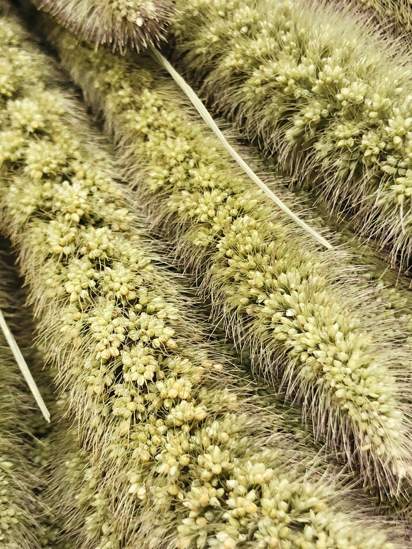 Seteria Grass, Preserved Grass, Wedding Bouquet, Floral Arrangements, House Decoration, Wheats and Grass, Filler, Tall