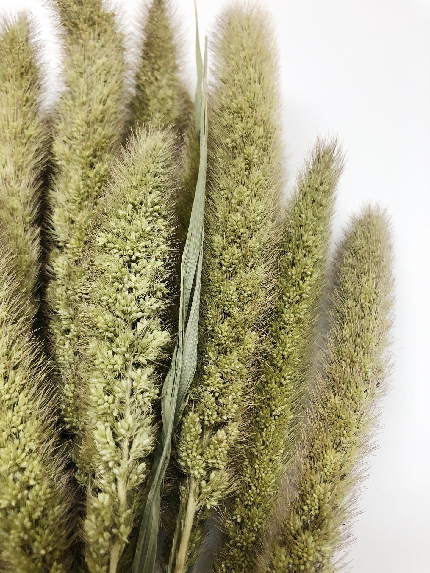 Seteria Grass, Preserved Grass, Wedding Bouquet, Floral Arrangements, House Decoration, Wheats and Grass, Filler, Tall
