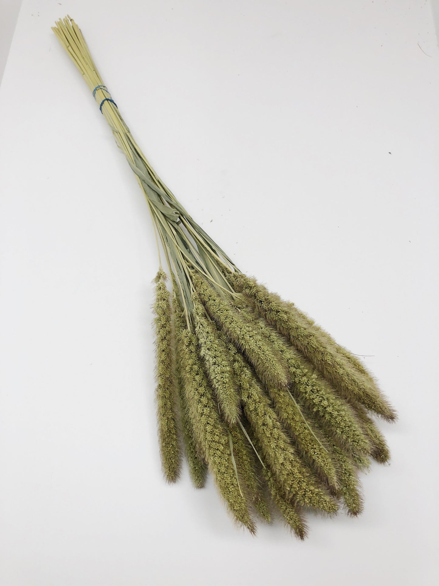 Seteria Grass, Preserved Grass, Wedding Bouquet, Floral Arrangements, House Decoration, Wheats and Grass, Filler, Tall