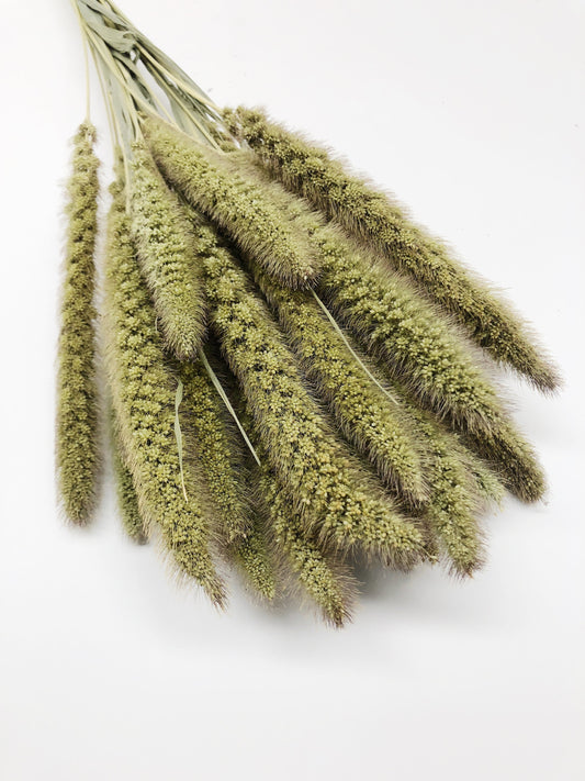 Seteria Grass, Preserved Grass, Wedding Bouquet, Floral Arrangements, House Decoration, Wheats and Grass, Filler, Tall