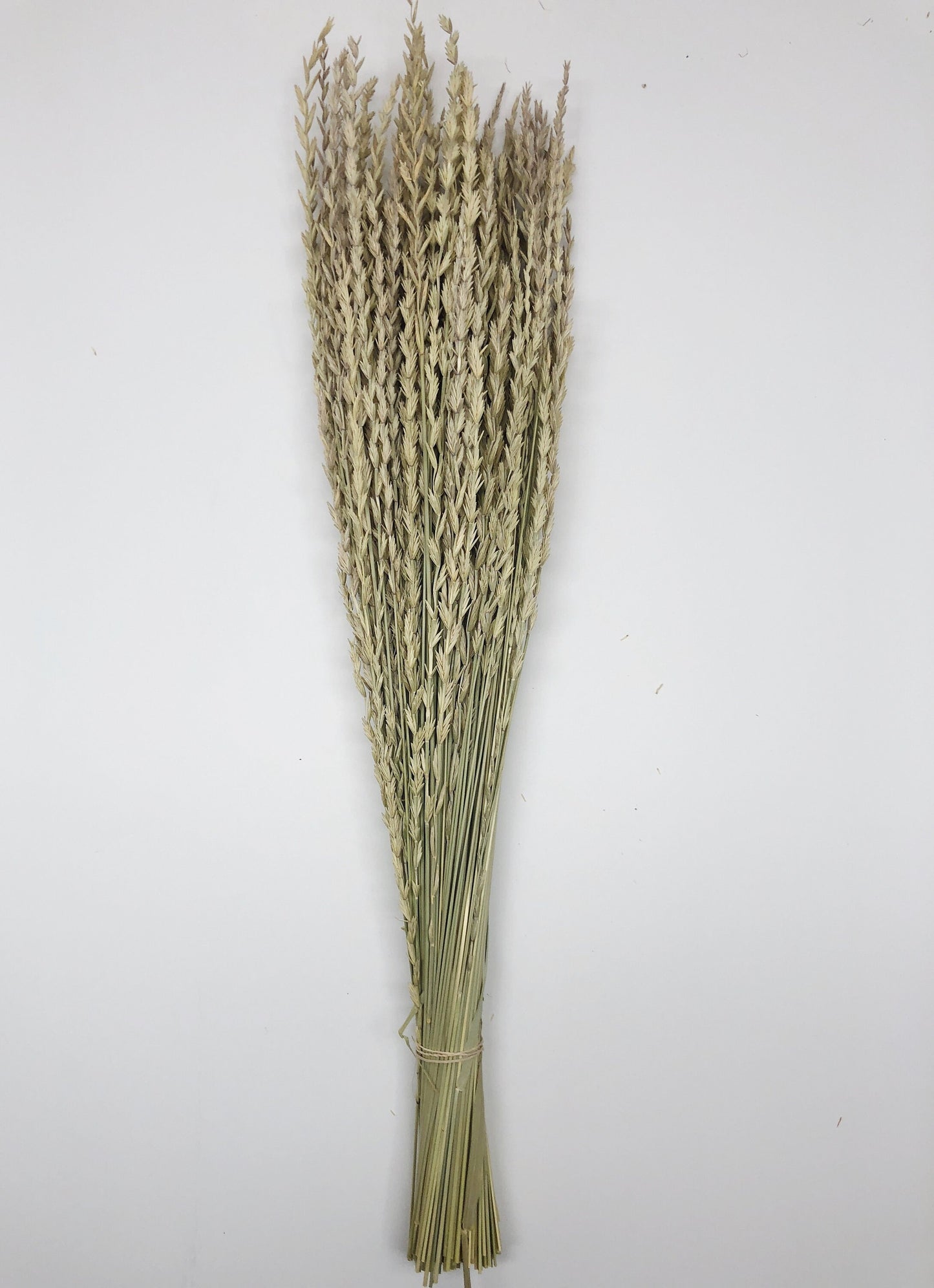 Arrow Grass, Fan, Preserved Wheat, Dried Flowers, Wheat, Tan, Yellow, Wedding Bouquet, Filler Flower, Floral Arrangement, House Decor