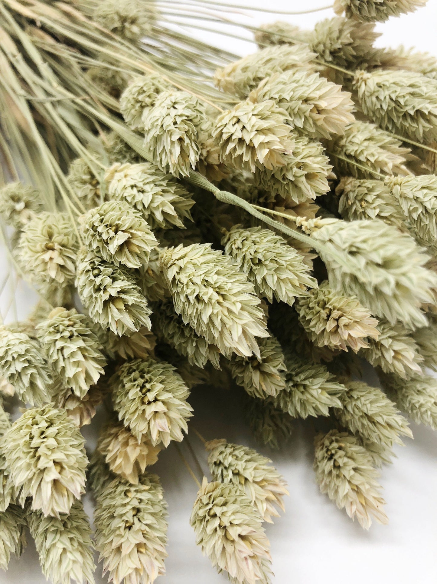 Phalaris, Preserved Wheat, Dried Grass, Wedding Flowers, Floral Arrangement, Filler, Country Style, House Decoration, Wheats and Grass