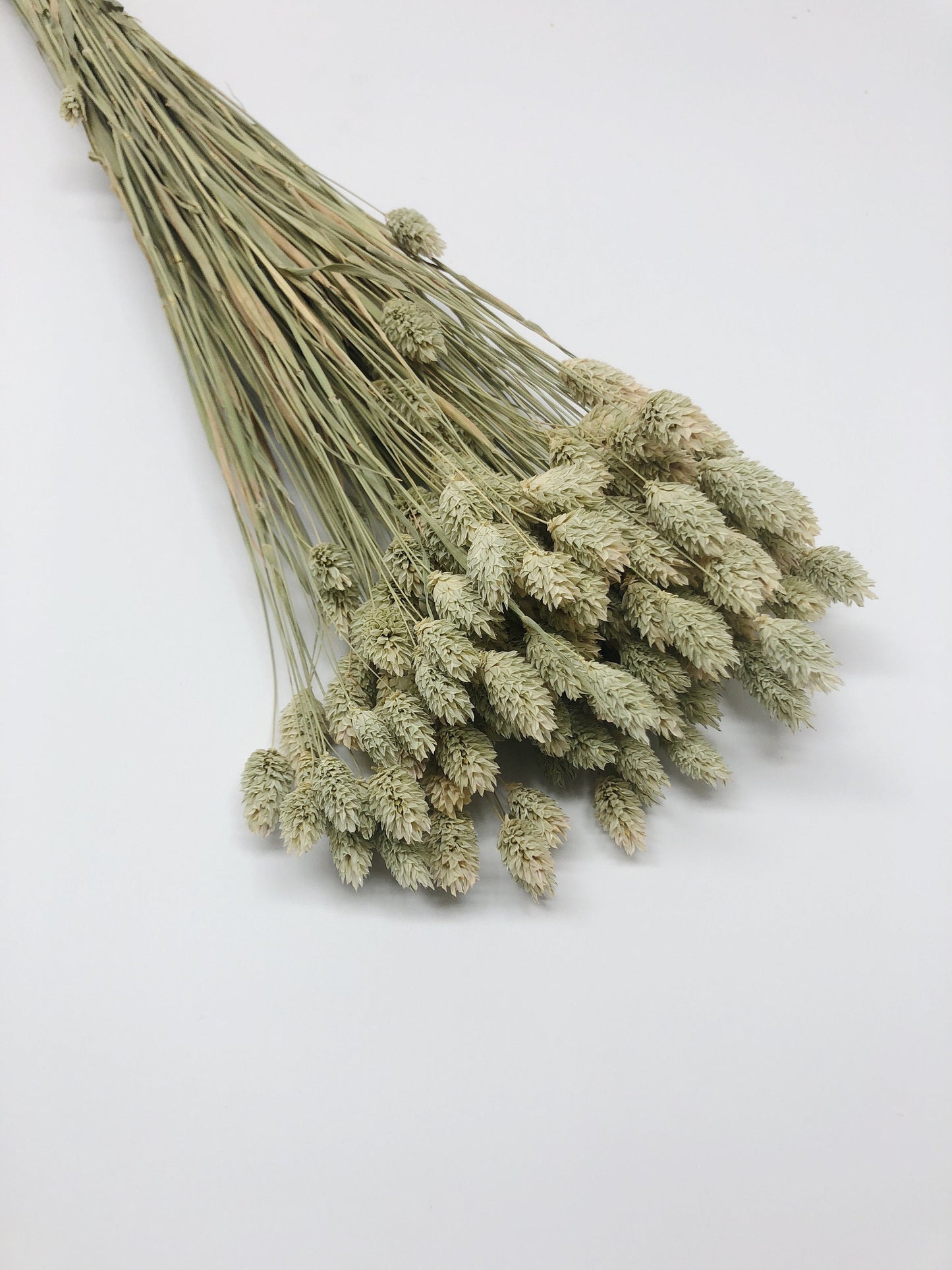 Phalaris, Preserved Wheat, Dried Grass, Wedding Flowers, Floral Arrangement, Filler, Country Style, House Decoration, Wheats and Grass