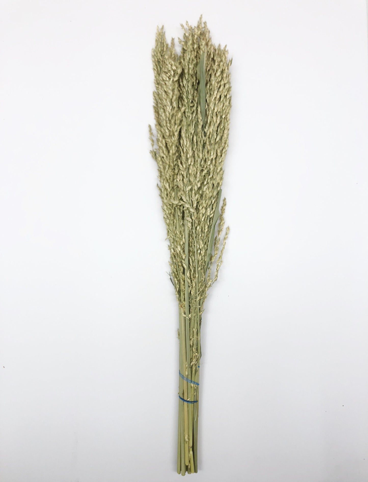 Sudan Grass, Preserved Grass, Preserved Flowers, Wedding Flowers, Filler, Floral Arrangement, Dried Wheat, Green, Country, Wheats and Grass