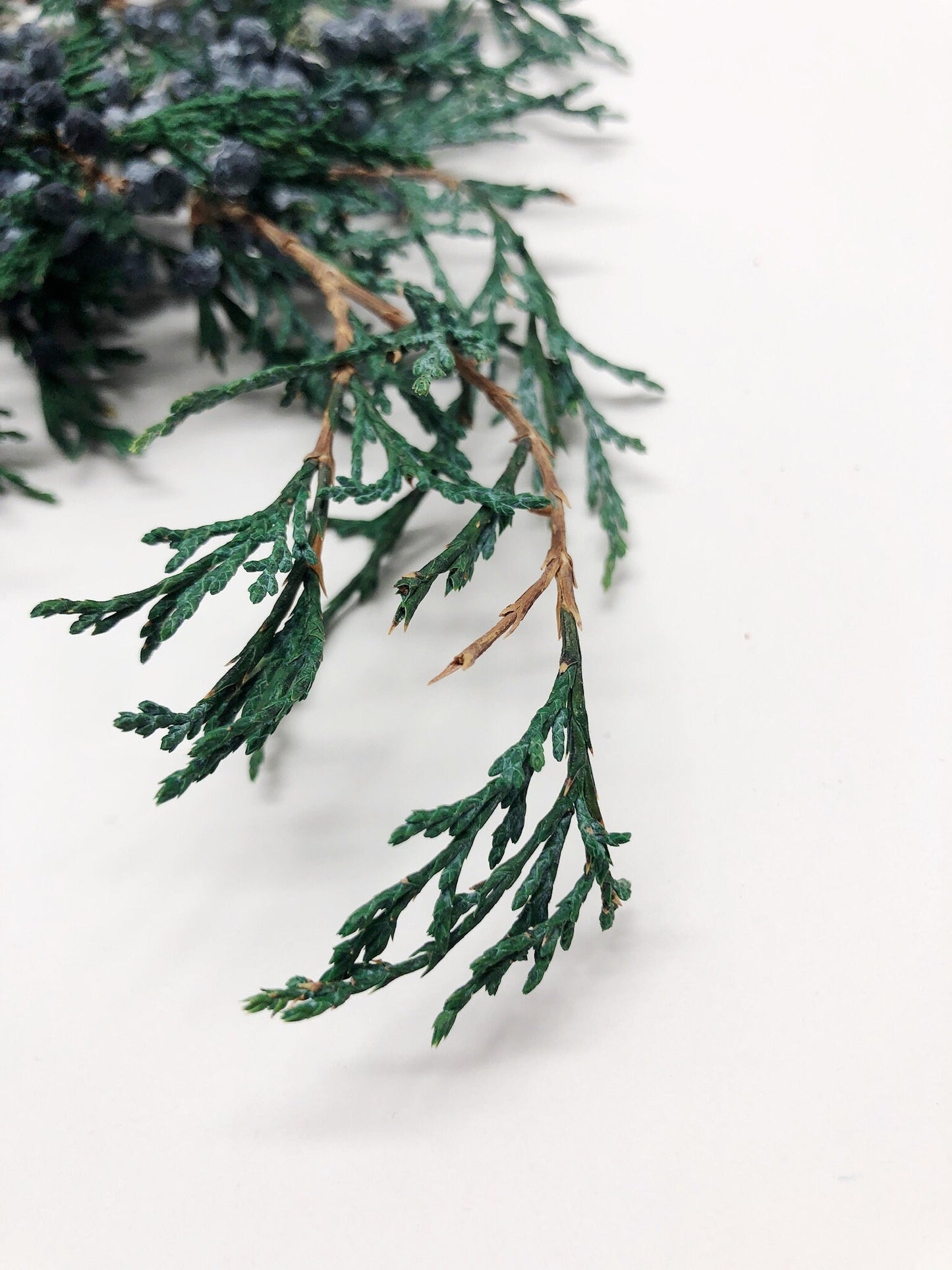 Juniper, Winter Greenery, Christmas Leaves, Winter, Fern, Preserved Flowers, Preserved Greenery, Dried green, Flowers, Seeds, Frost, Winter