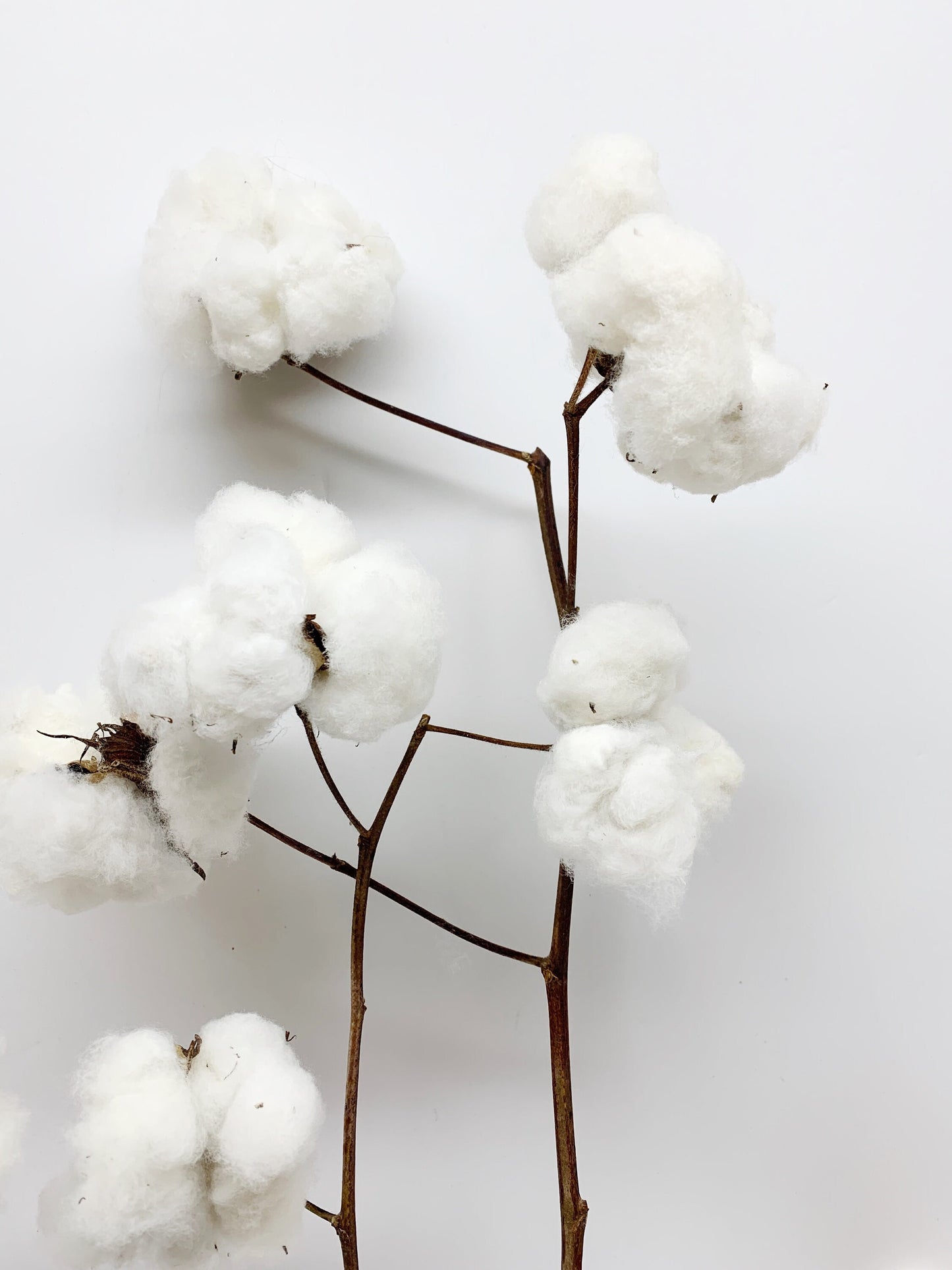 Real Cotton Stems, Natural Cotton, Heads, White, House Decoration, Wedding, REAL, Branches, Cotton Seeds, Cotton Branches, Cotton Stems