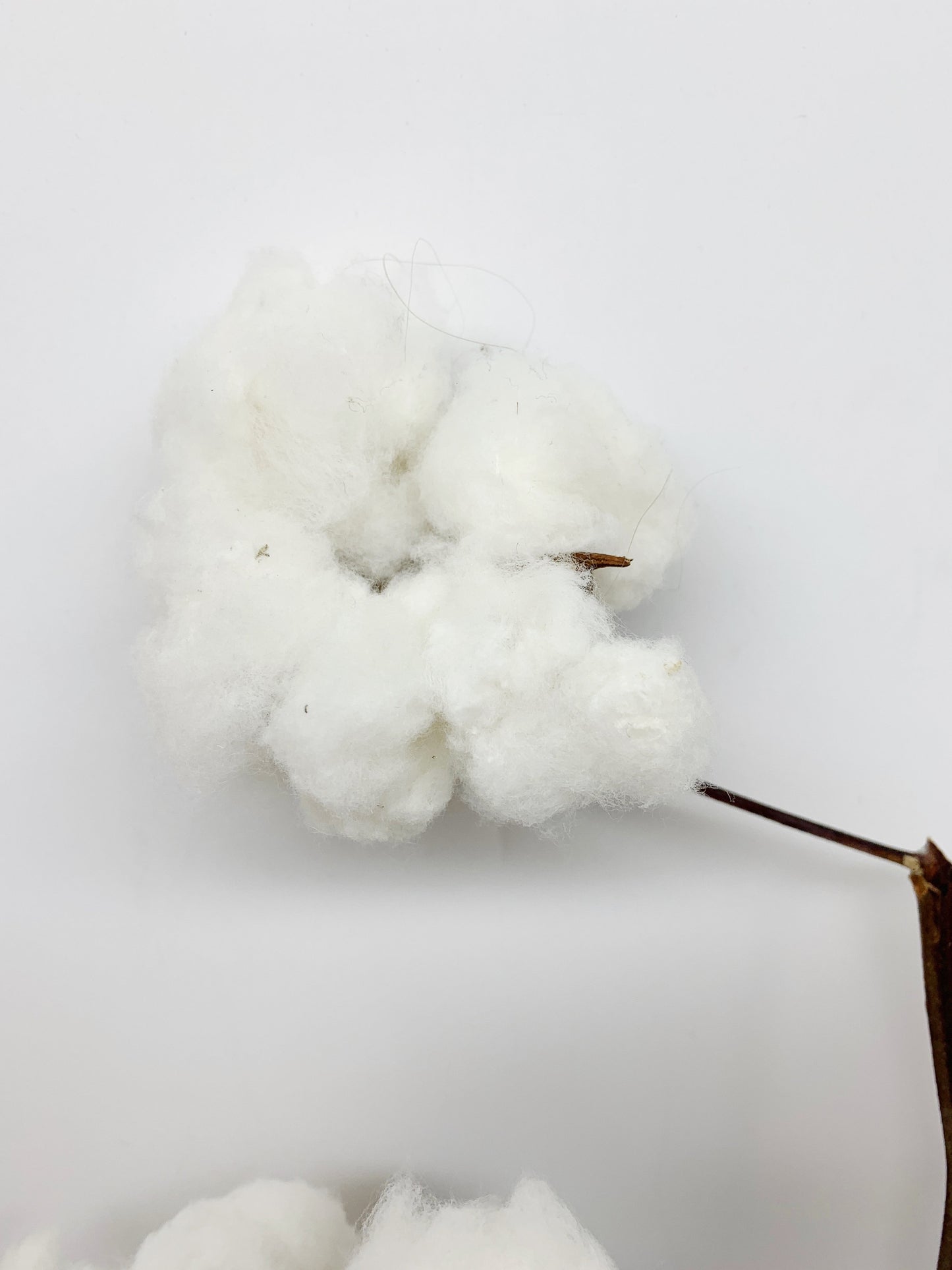 Real Cotton Stems, Natural Cotton, Heads, White, House Decoration, Wedding, REAL, Branches, Cotton Seeds, Cotton Branches, Cotton Stems