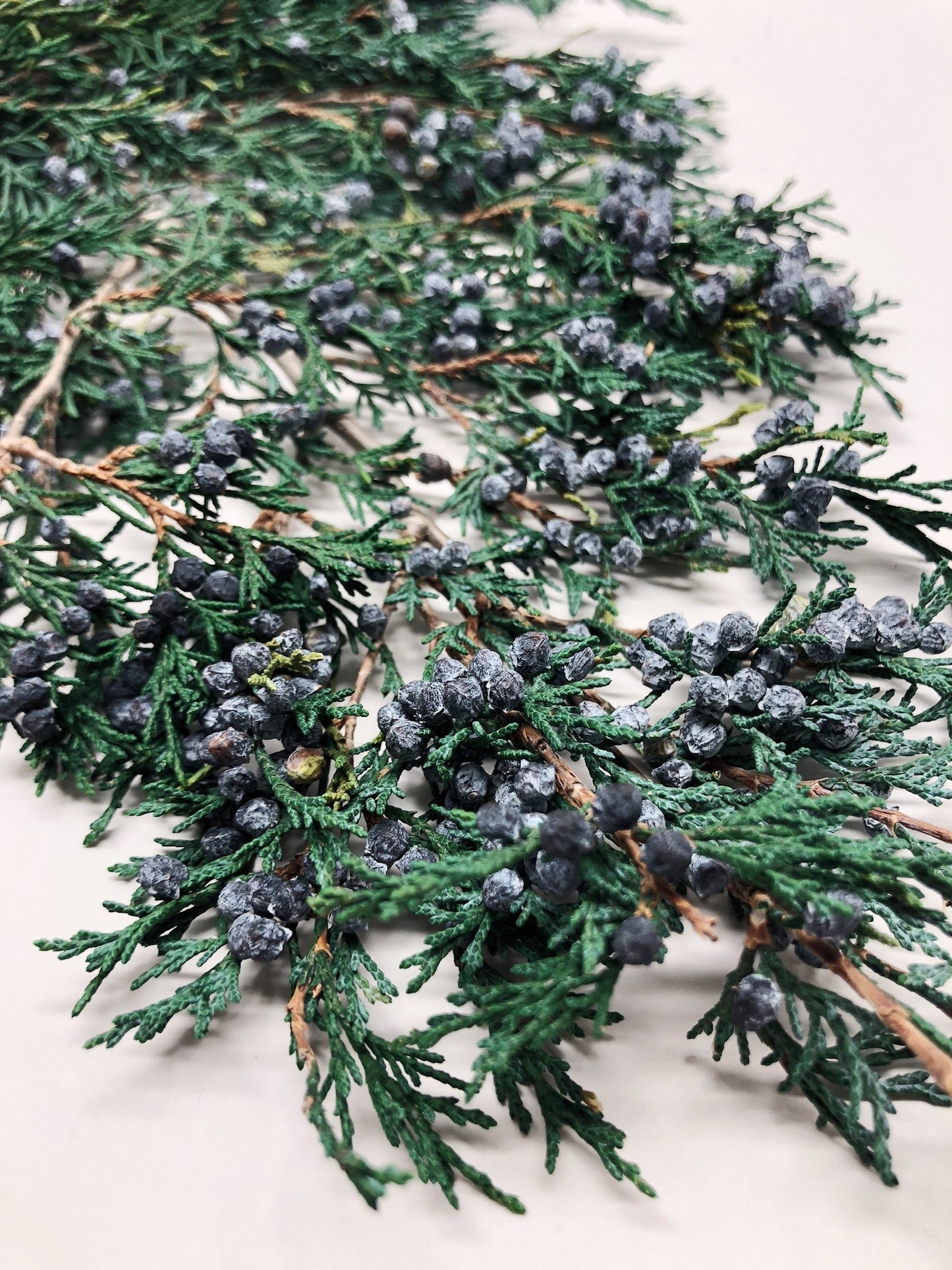 Juniper, Winter Greenery, Christmas Leaves, Winter, Fern, Preserved Flowers, Preserved Greenery, Dried green, Flowers, Seeds, Frost, Winter
