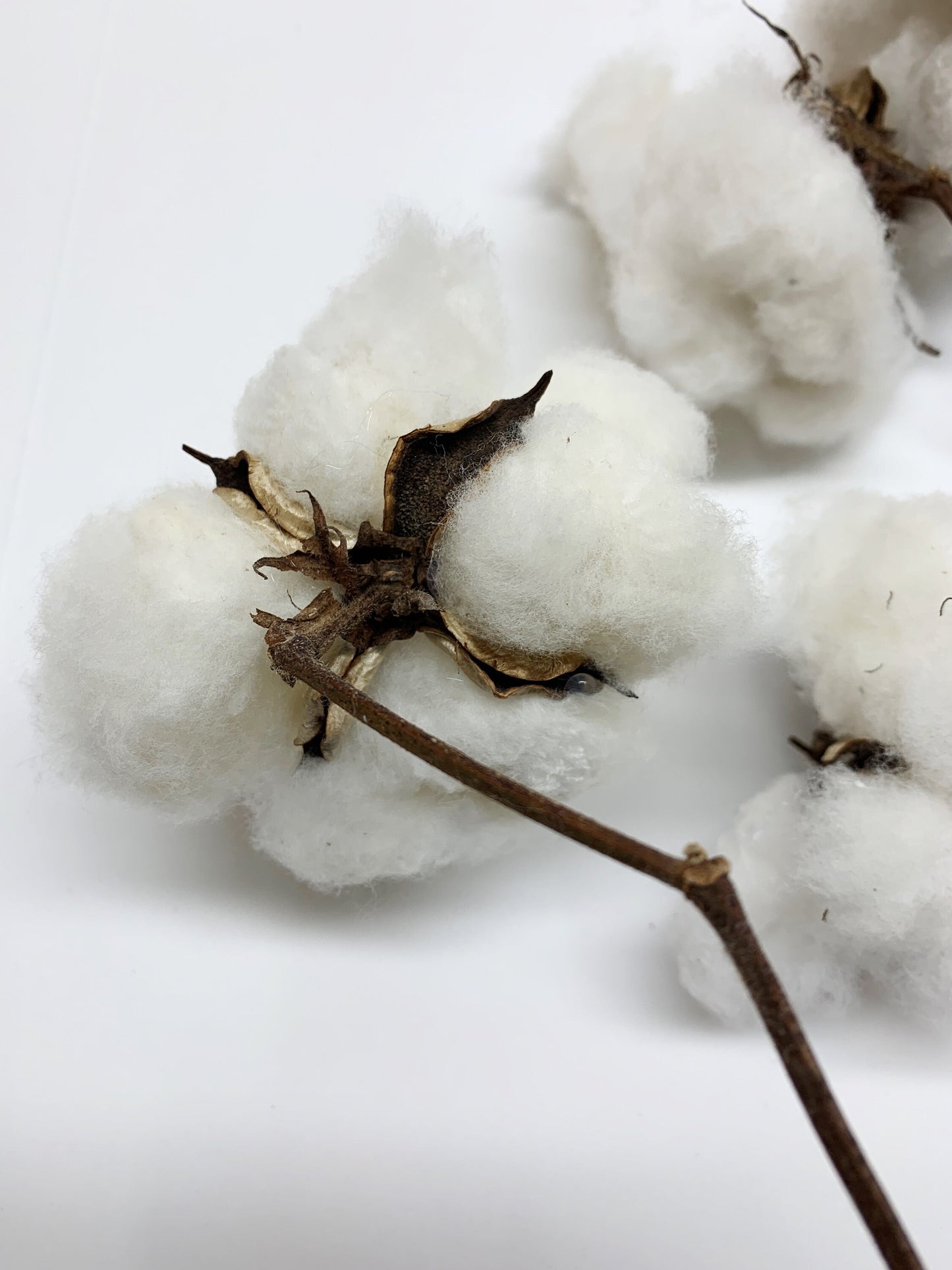 Real Cotton Stems, Natural Cotton, Heads, White, House Decoration, Wedding, REAL, Branches, Cotton Seeds, Cotton Branches, Cotton Stems