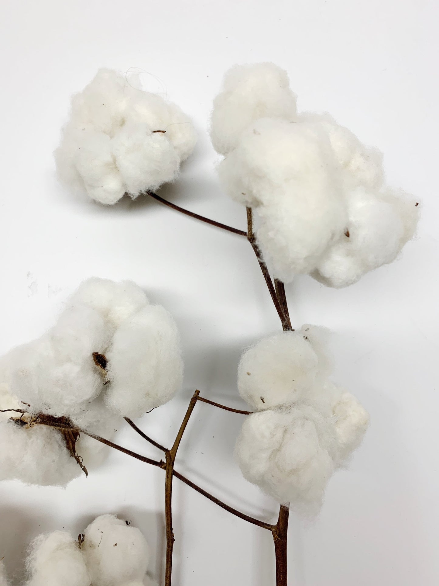 Real Cotton Stems, Natural Cotton, Heads, White, House Decoration, Wedding, REAL, Branches, Cotton Seeds, Cotton Branches, Cotton Stems