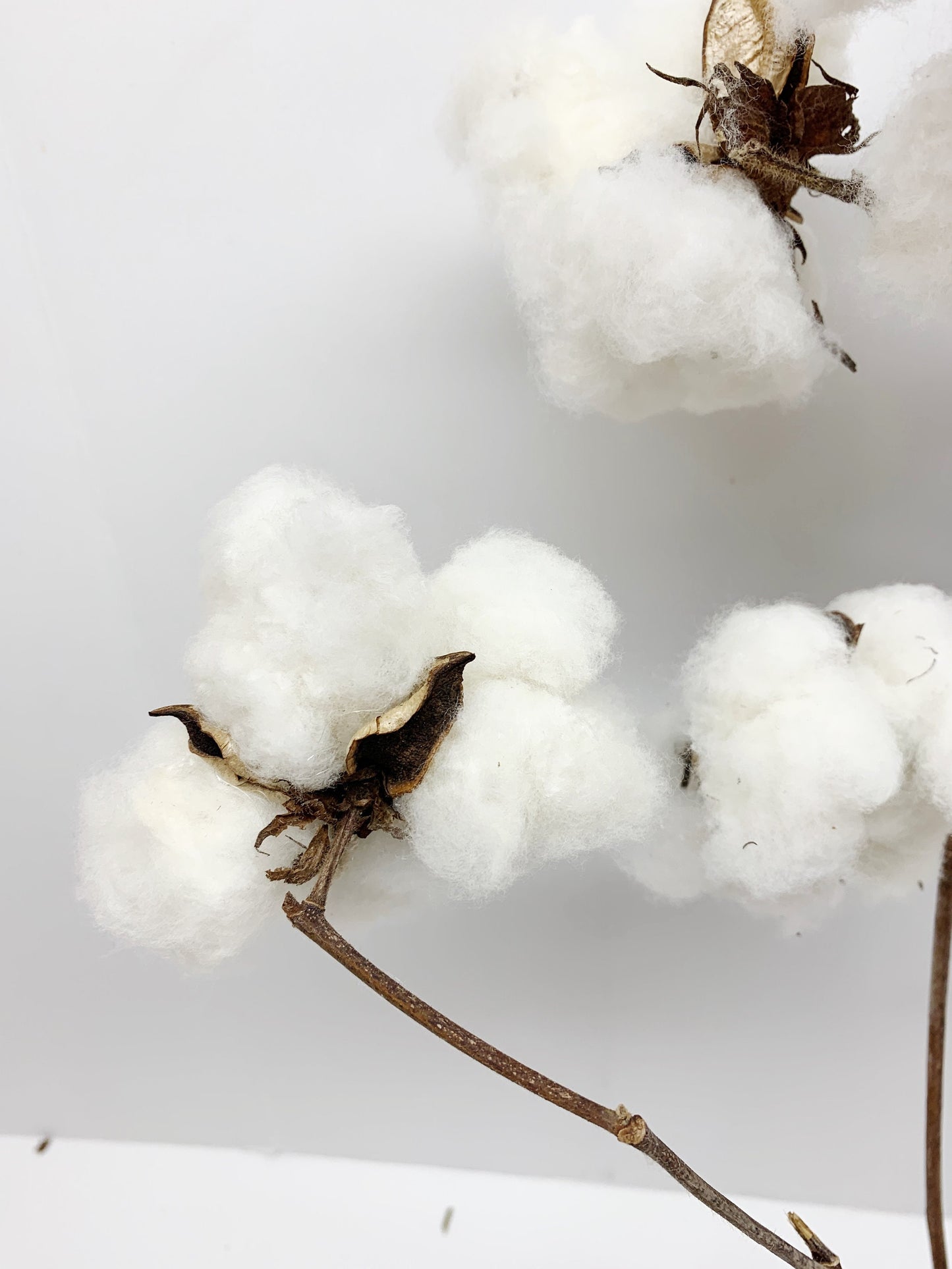 Real Cotton Stems, Natural Cotton, Heads, White, House Decoration, Wedding, REAL, Branches, Cotton Seeds, Cotton Branches, Cotton Stems