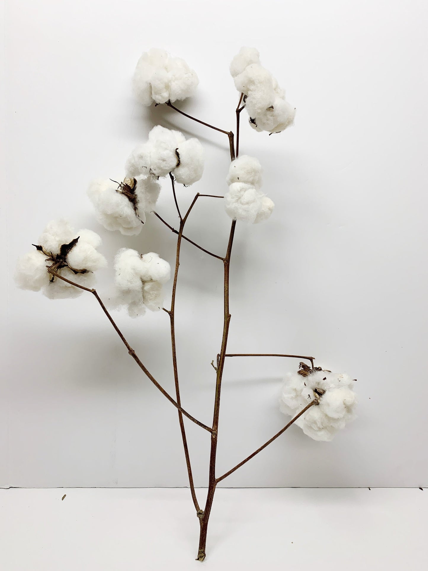Real Cotton Stems, Natural Cotton, Heads, White, House Decoration, Wedding, REAL, Branches, Cotton Seeds, Cotton Branches, Cotton Stems
