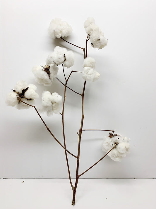 Real Cotton Stems, Natural Cotton, Heads, White, House Decoration, Wedding, REAL, Branches, Cotton Seeds, Cotton Branches, Cotton Stems