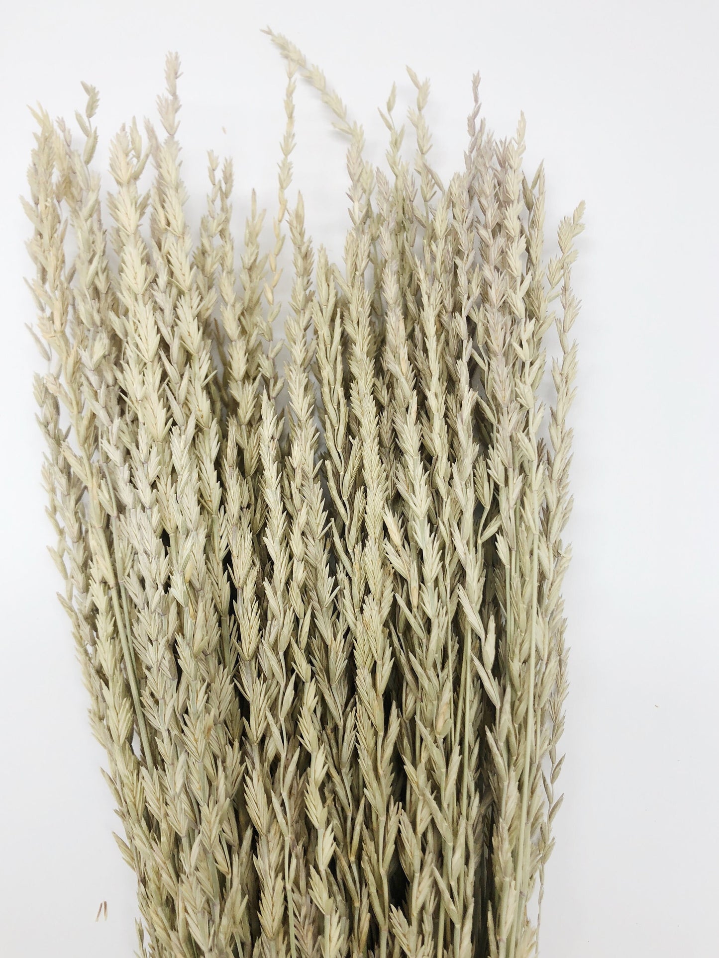 Arrow Grass, Fan, Preserved Wheat, Dried Flowers, Wheat, Tan, Yellow, Wedding Bouquet, Filler Flower, Floral Arrangement, House Decor
