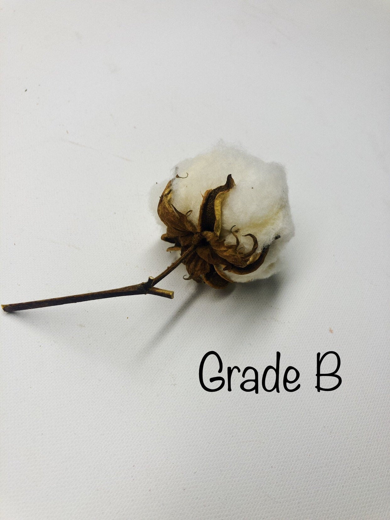6 Cotton Heads, Natural, Dried, Wreath DIY, White Flower, Photography Props, Balls, Cotton Branch, Fall, Favors,