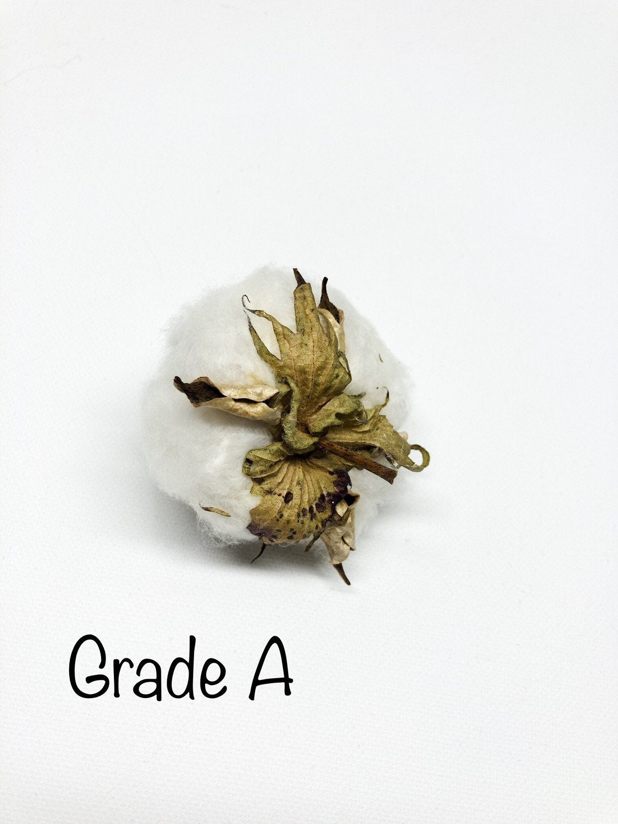 6 Cotton Heads, Natural, Dried, Wreath DIY, White Flower, Photography Props, Balls, Cotton Branch, Fall, Favors,