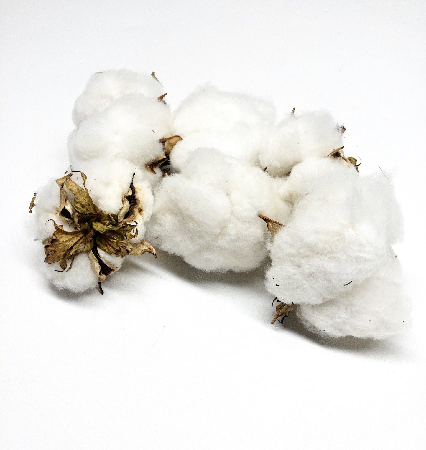 6 Cotton Heads, Natural, Dried, Wreath DIY, White Flower, Photography Props, Balls, Cotton Branch, Fall, Favors,