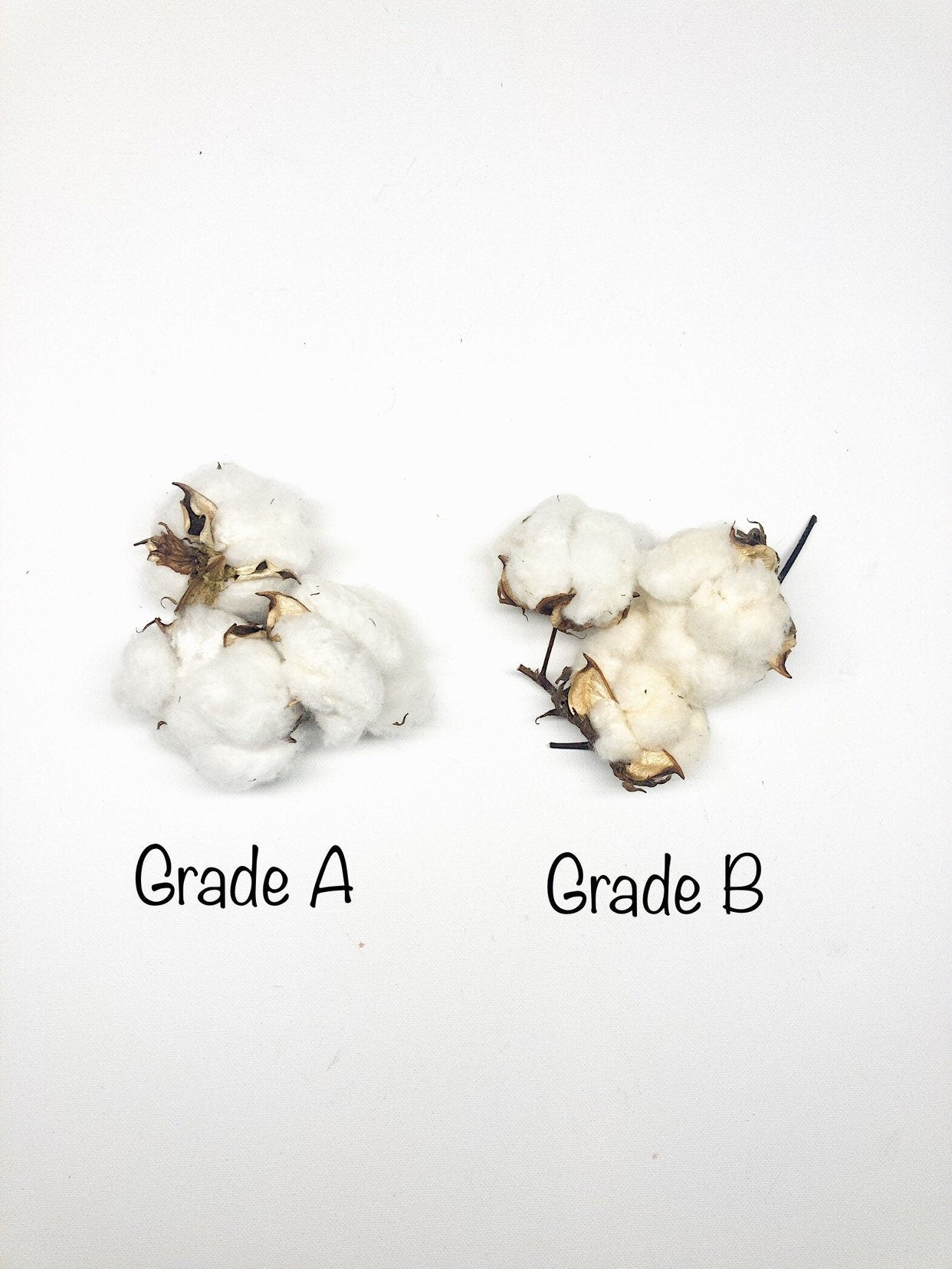 6 Cotton Heads, Natural, Dried, Wreath DIY, White Flower, Photography Props, Balls, Cotton Branch, Fall, Favors,