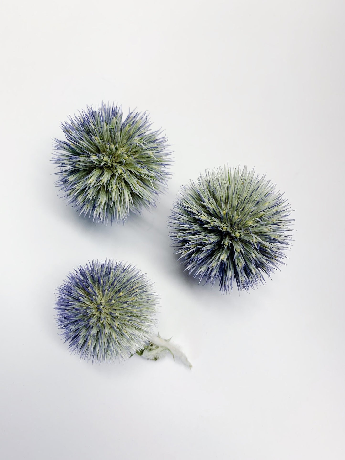 Globe Thistles Heads, Floral, Decor, Flowers, Dried Flowers, Preserved, Blue, Green, Petals, Decoration, Arts and Crafts