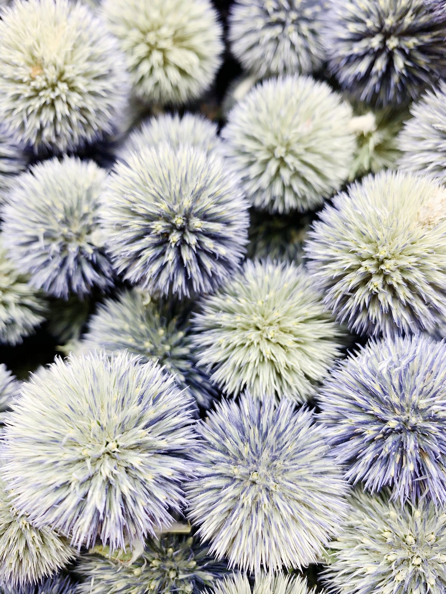 Globe Thistles Heads, Floral, Decor, Flowers, Dried Flowers, Preserved, Blue, Green, Petals, Decoration, Arts and Crafts