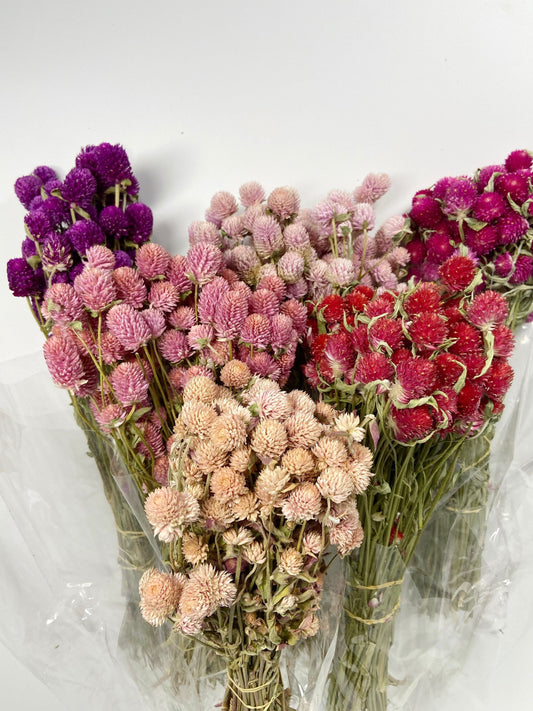 Dried Globe Amaranth (Gomphrena) Flowers – Red, Fuchsia, Rose Pink – Wedding Flowers, Wildflower Arrangements, Dried Floral Bouquets