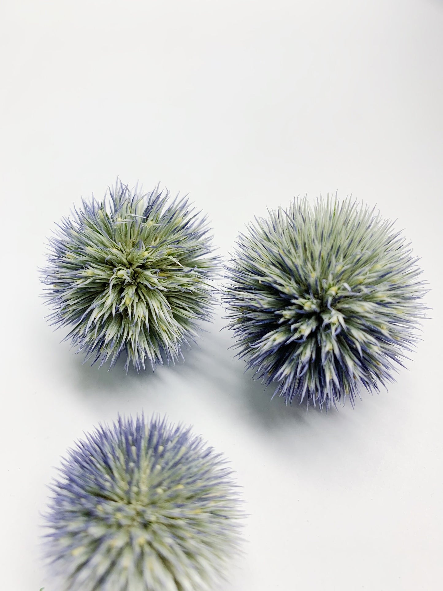 Globe Thistles Heads, Floral, Decor, Flowers, Dried Flowers, Preserved, Blue, Green, Petals, Decoration, Arts and Crafts