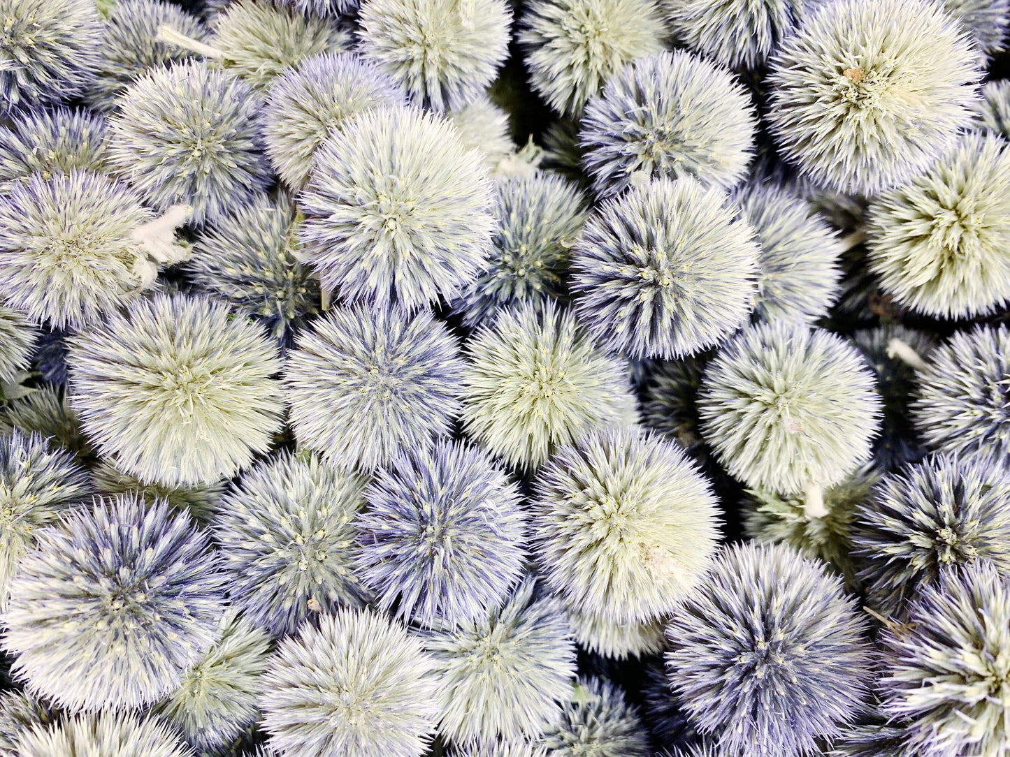 Globe Thistles Heads, Floral, Decor, Flowers, Dried Flowers, Preserved, Blue, Green, Petals, Decoration, Arts and Crafts