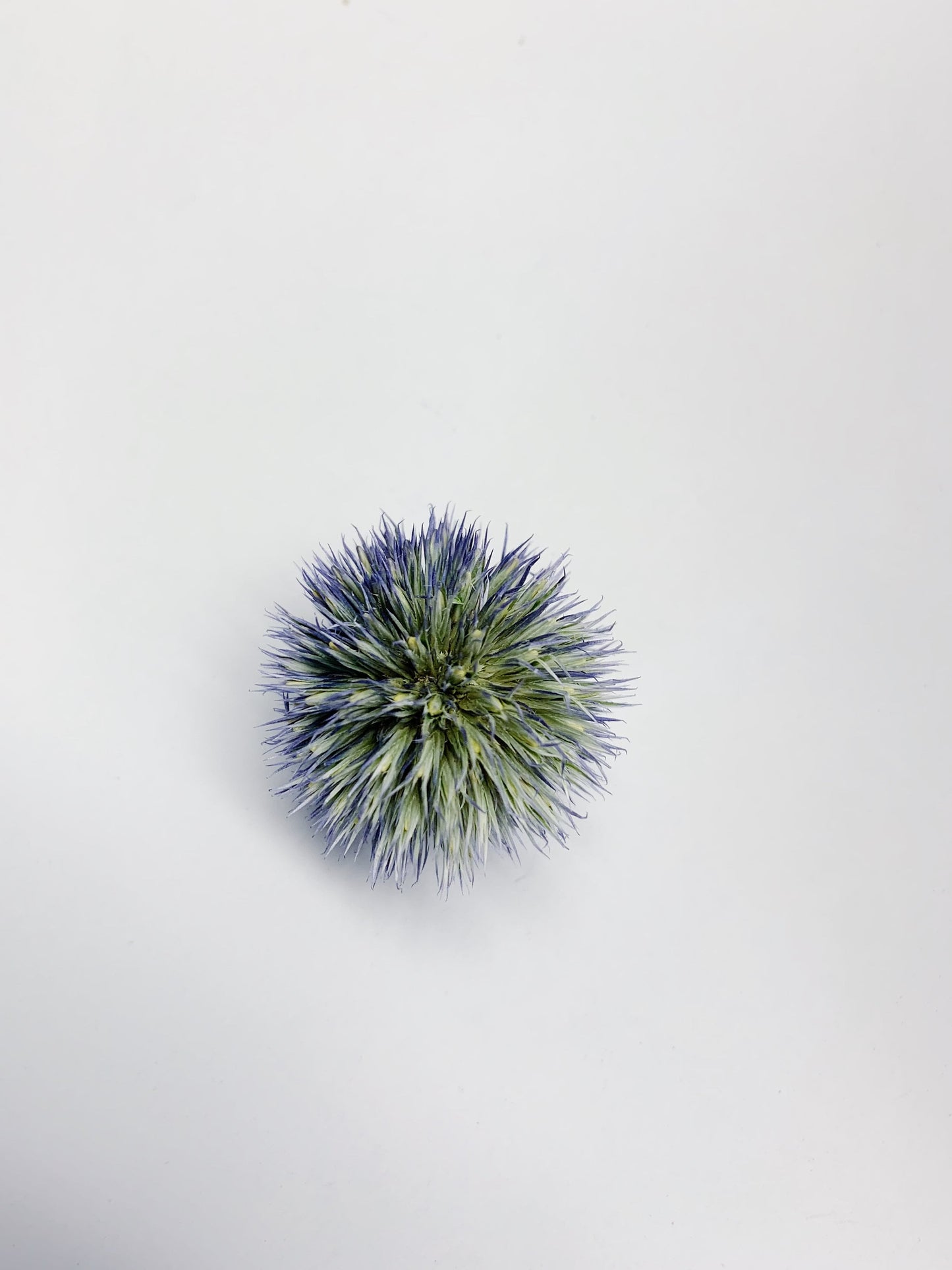 Globe Thistles Heads, Floral, Decor, Flowers, Dried Flowers, Preserved, Blue, Green, Petals, Decoration, Arts and Crafts