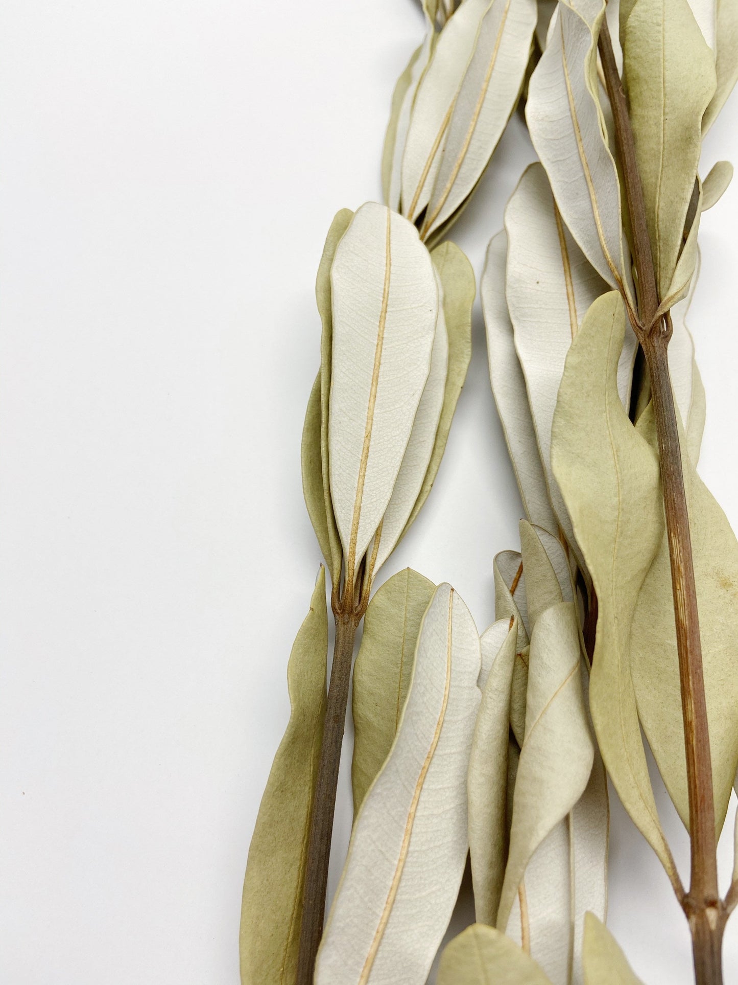 Natural Scutellaria integrifolia, natural flowers, home decor, arrangement, green, leaves, wildflowers, dried floral, farmhouse, tall