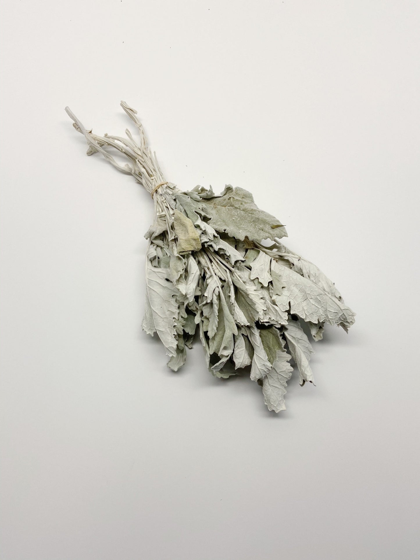 Dried Dusty Miller (Lamb's Ear) – Soft Grey Dried Flowers for Wedding Bouquets, Home Decor, Rustic & Farmhouse Decor, Floral Arrangements
