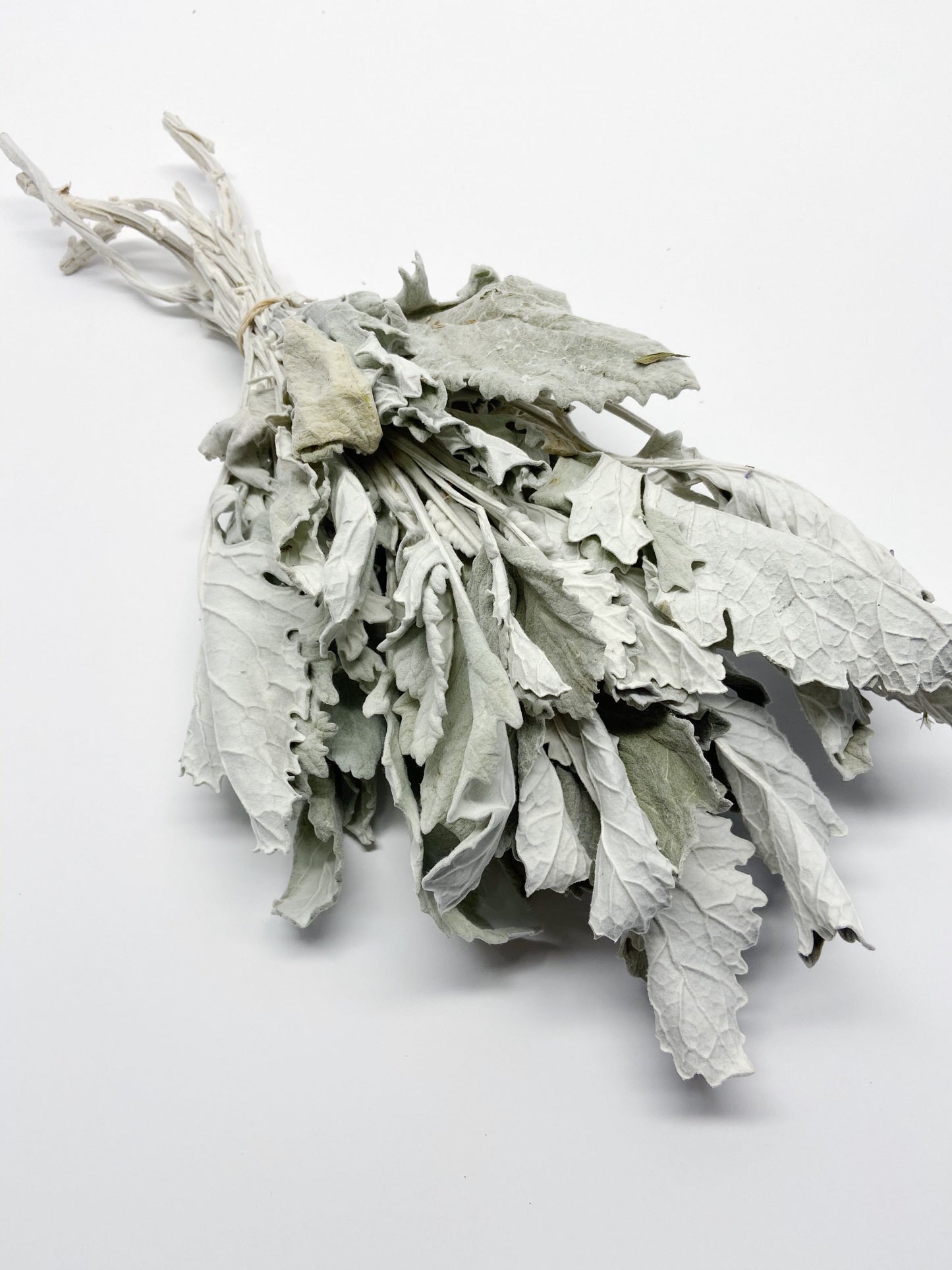 Dried Dusty Miller (Lamb's Ear) – Soft Grey Dried Flowers for Wedding Bouquets, Home Decor, Rustic & Farmhouse Decor, Floral Arrangements