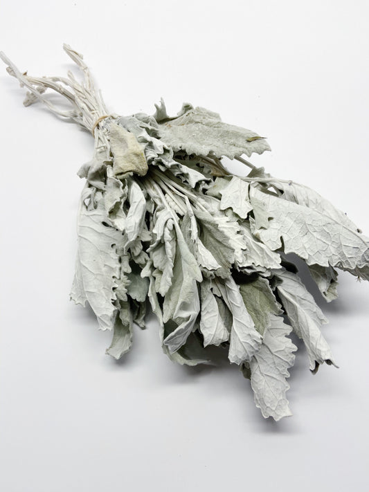 Dried Dusty Miller (Lamb's Ear) – Soft Grey Dried Flowers for Wedding Bouquets, Home Decor, Rustic & Farmhouse Decor, Floral Arrangements