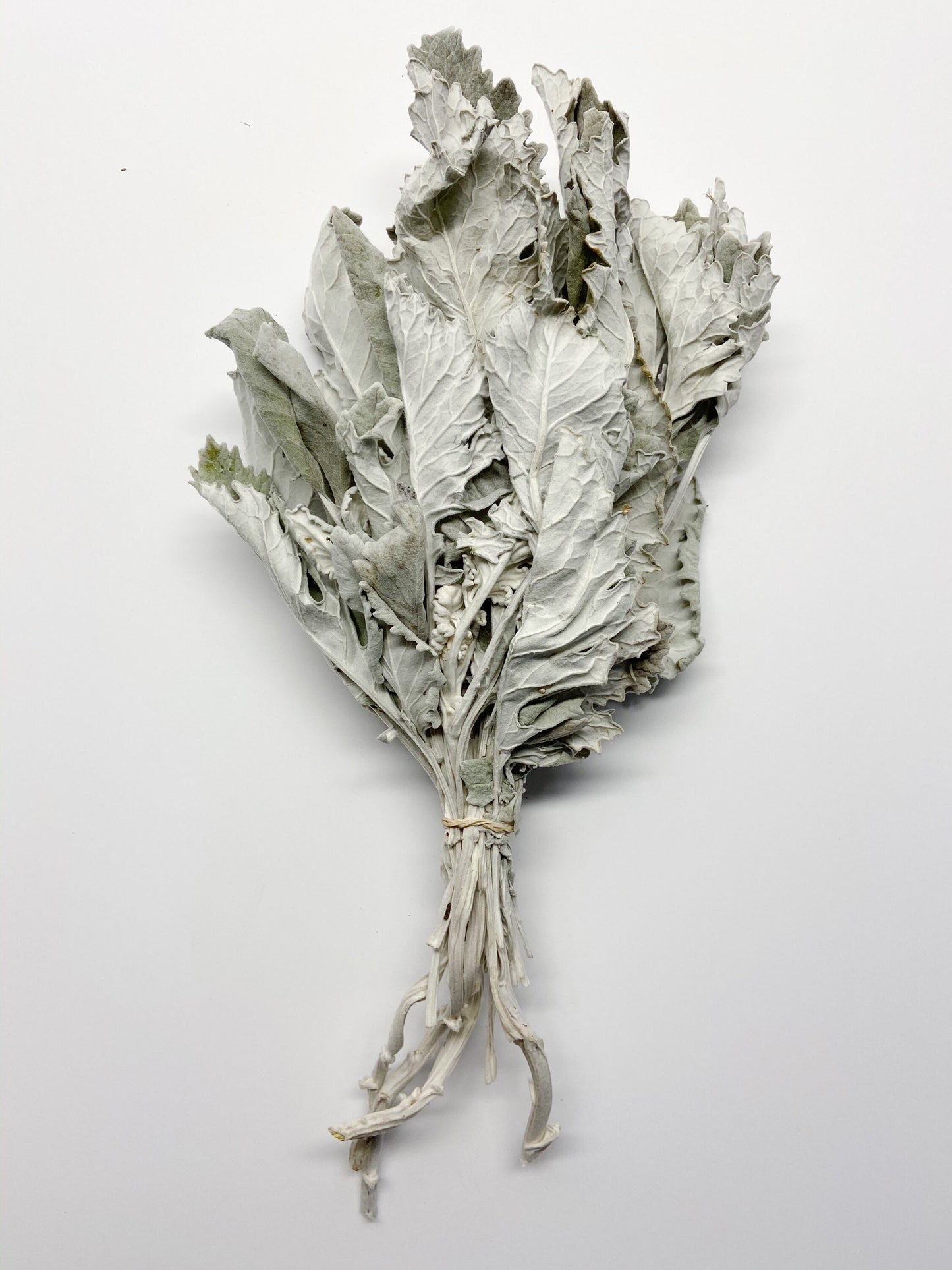 Dried Dusty Miller (Lamb's Ear) – Soft Grey Dried Flowers for Wedding Bouquets, Home Decor, Rustic & Farmhouse Decor, Floral Arrangements