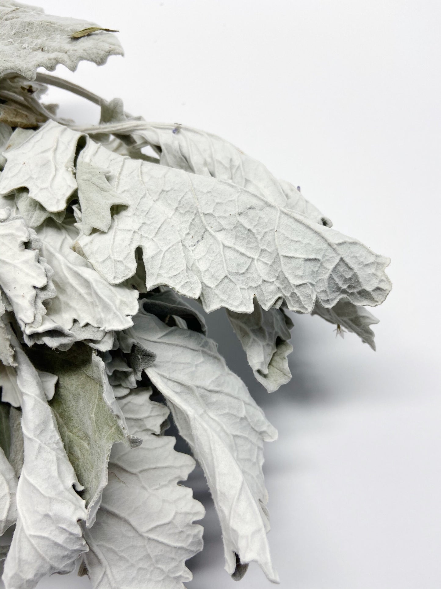 Dried Dusty Miller (Lamb's Ear) – Soft Grey Dried Flowers for Wedding Bouquets, Home Decor, Rustic & Farmhouse Decor, Floral Arrangements
