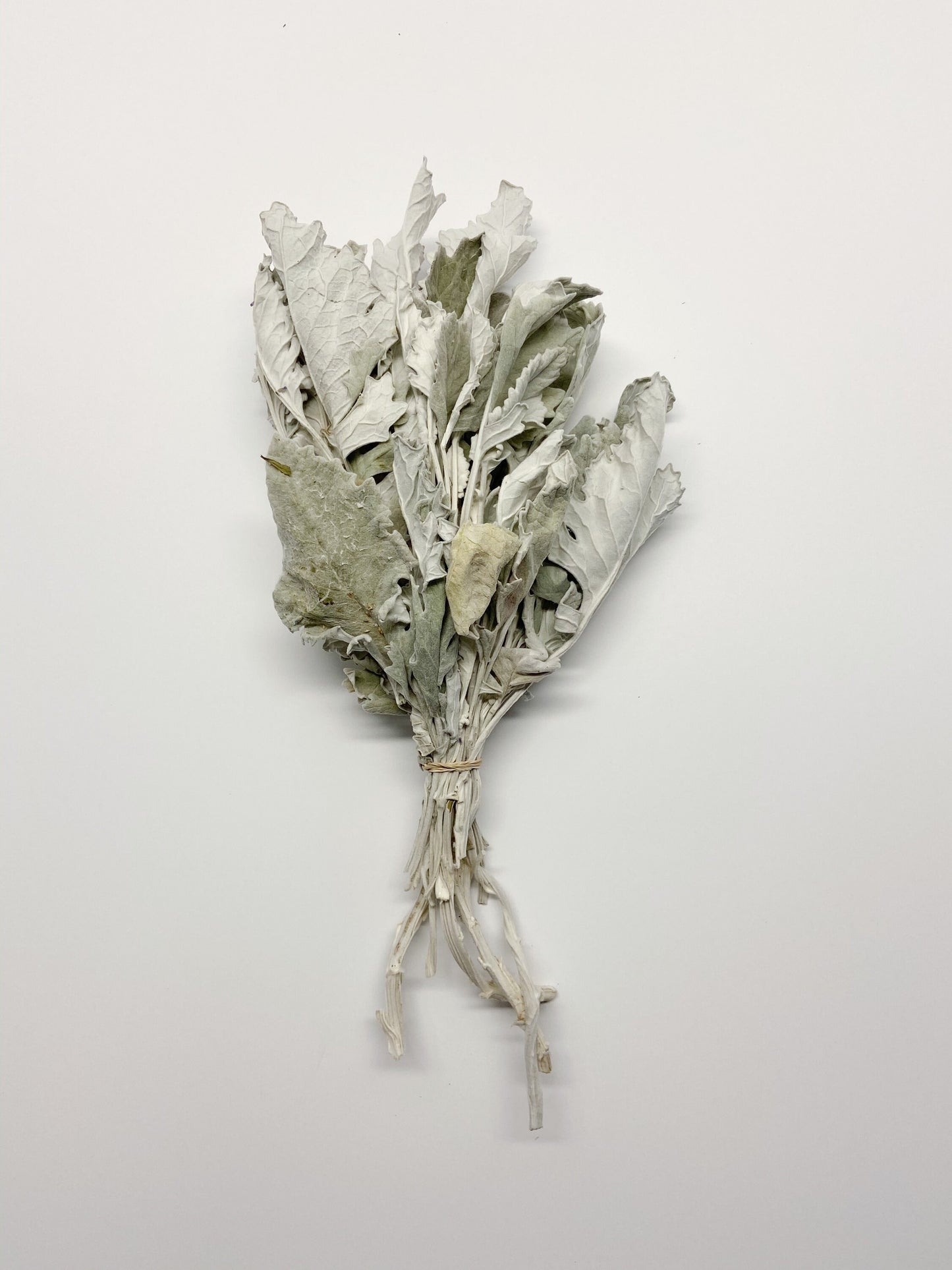 Dried Dusty Miller (Lamb's Ear) – Soft Grey Dried Flowers for Wedding Bouquets, Home Decor, Rustic & Farmhouse Decor, Floral Arrangements
