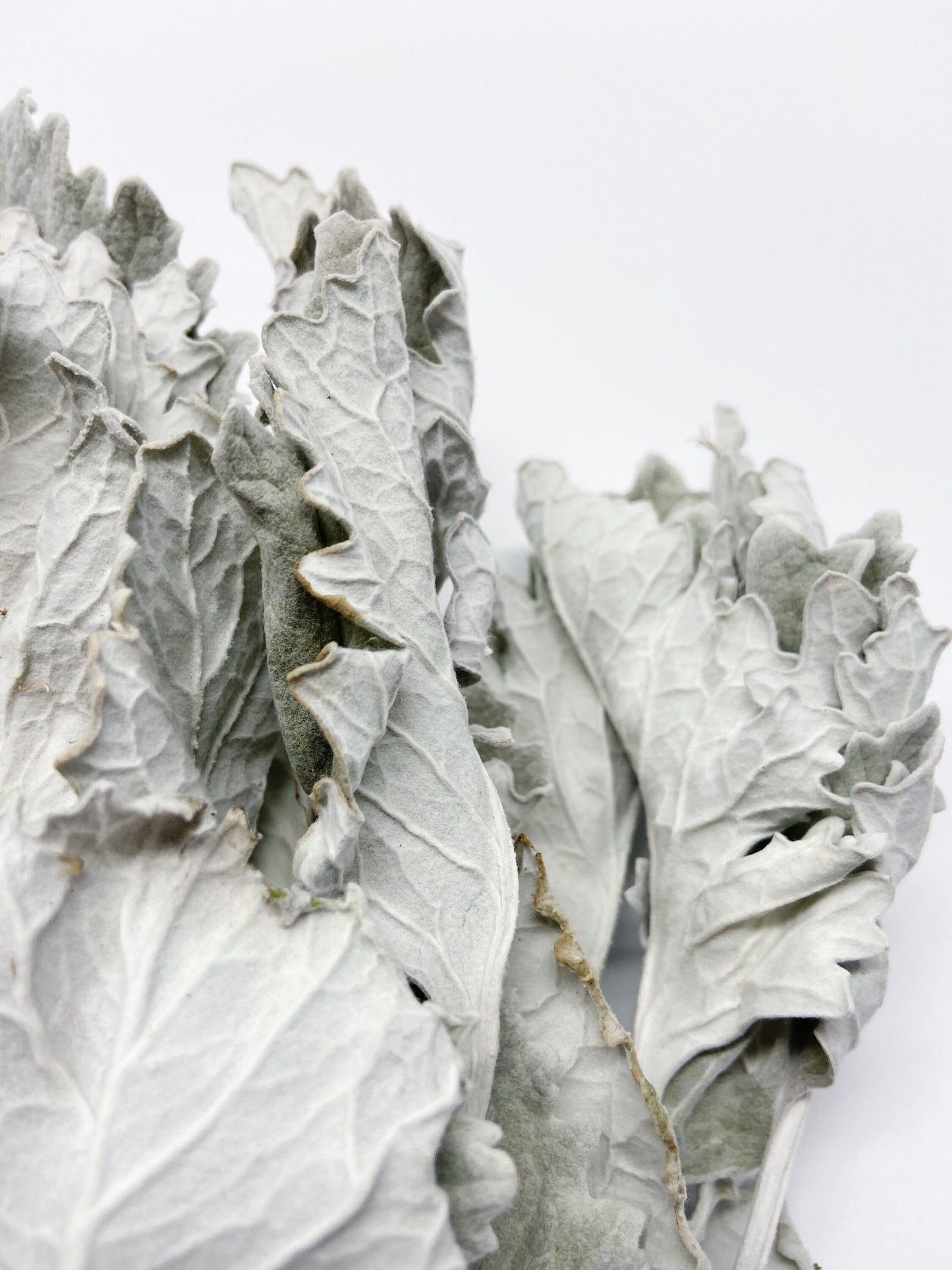 Dried Dusty Miller (Lamb's Ear) – Soft Grey Dried Flowers for Wedding Bouquets, Home Decor, Rustic & Farmhouse Decor, Floral Arrangements