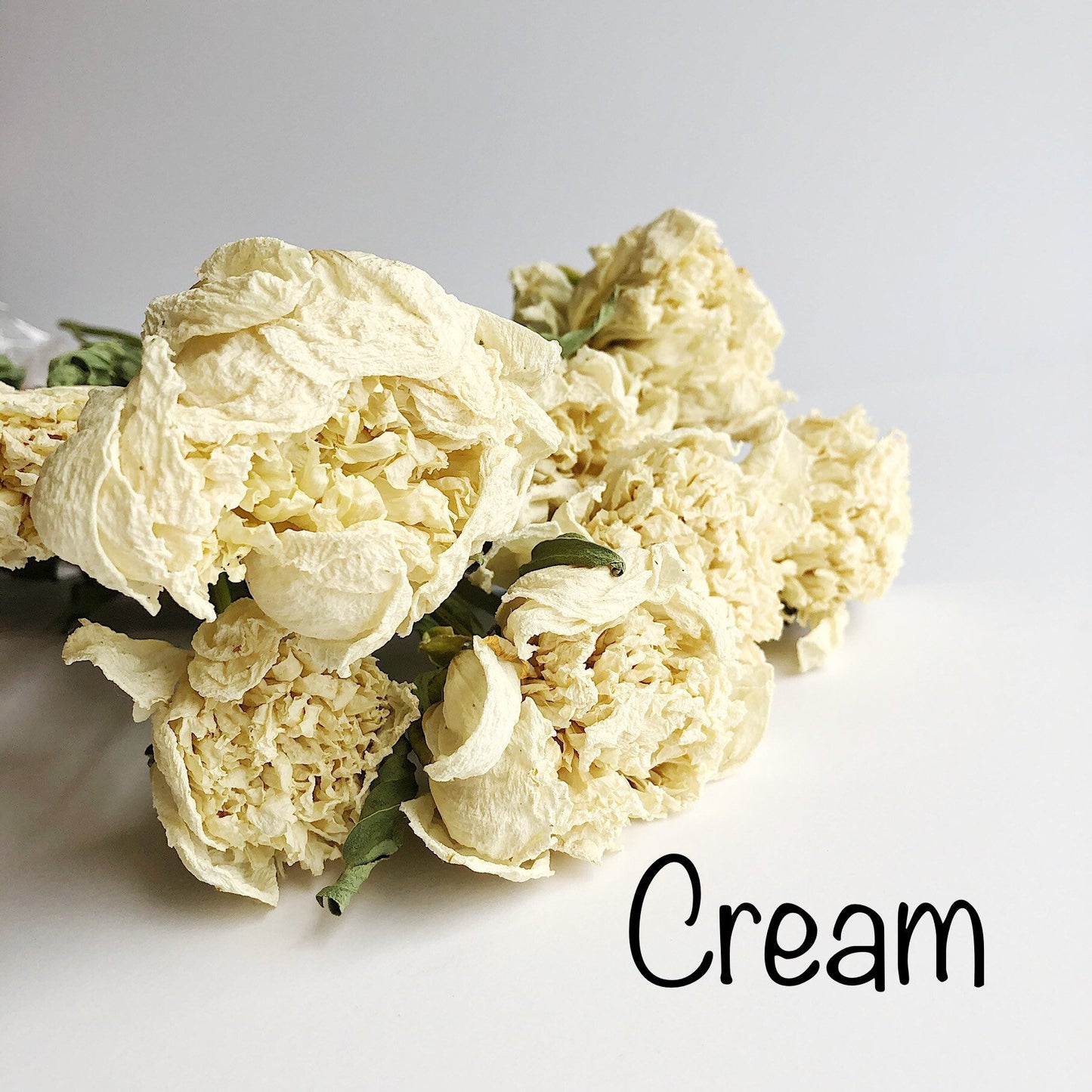 Dried Peony Blooms – Pink, Burgundy, Cream, Beige, Nude – Wedding Bouquets, Bridal Flowers, DIY Décor, Rustic Centerpieces, Home Décor