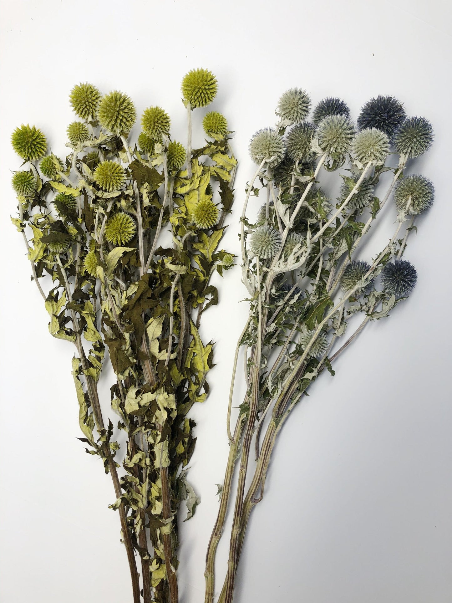 Dried Blue Globe Thistle, Long Stem, Echinops, Green, Purple, Boutonniere Flower, Flowers, Bouquets, Wedding, Floral, DIY, Ball Decor