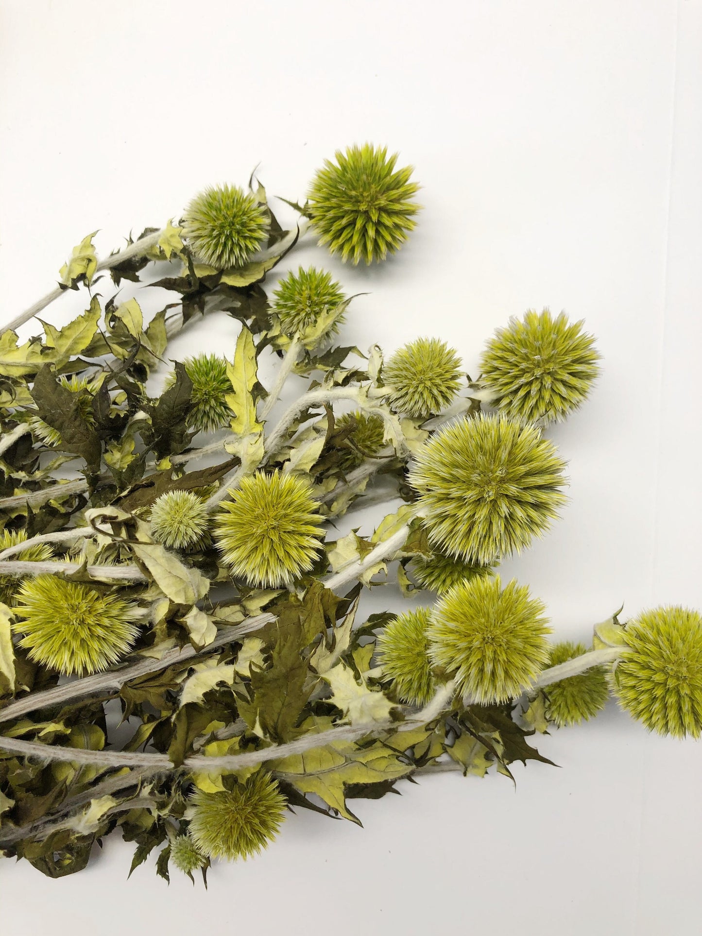 Dried Blue Globe Thistle, Long Stem, Echinops, Green, Purple, Boutonniere Flower, Flowers, Bouquets, Wedding, Floral, DIY, Ball Decor