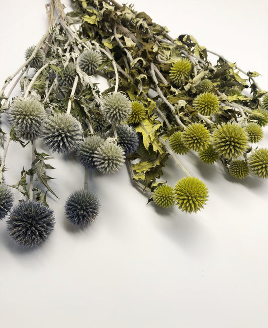 Dried Blue Globe Thistle, Long Stem, Echinops, Green, Purple, Boutonniere Flower, Flowers, Bouquets, Wedding, Floral, DIY, Ball Decor