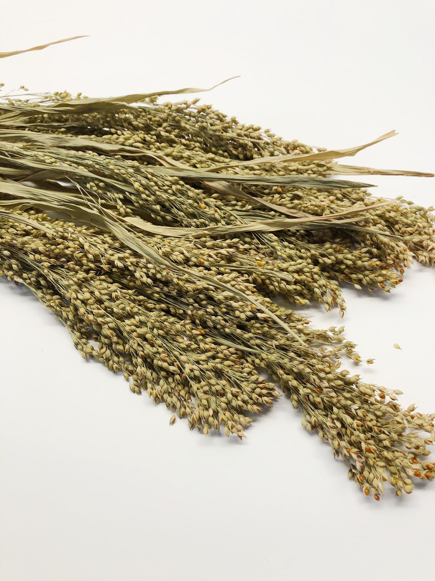 Panicum Grass, Wheat, Dried, Wheat, Preserved Flowers, Floral, Home Decor, Herbs, Millets, Cereal Grains, Wheats and Grass, Filler, Fall