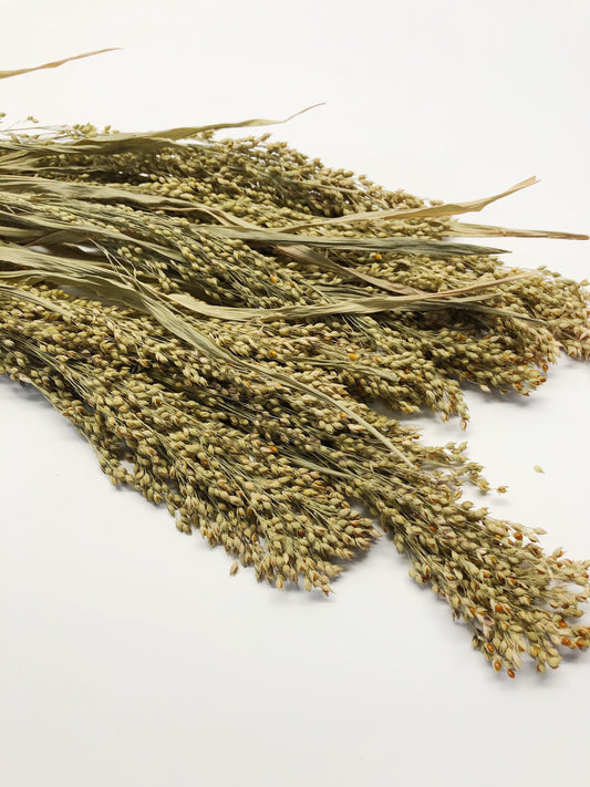 Panicum Grass, Wheat, Dried, Wheat, Preserved Flowers, Floral, Home Decor, Herbs, Millets, Cereal Grains, Wheats and Grass, Filler, Fall