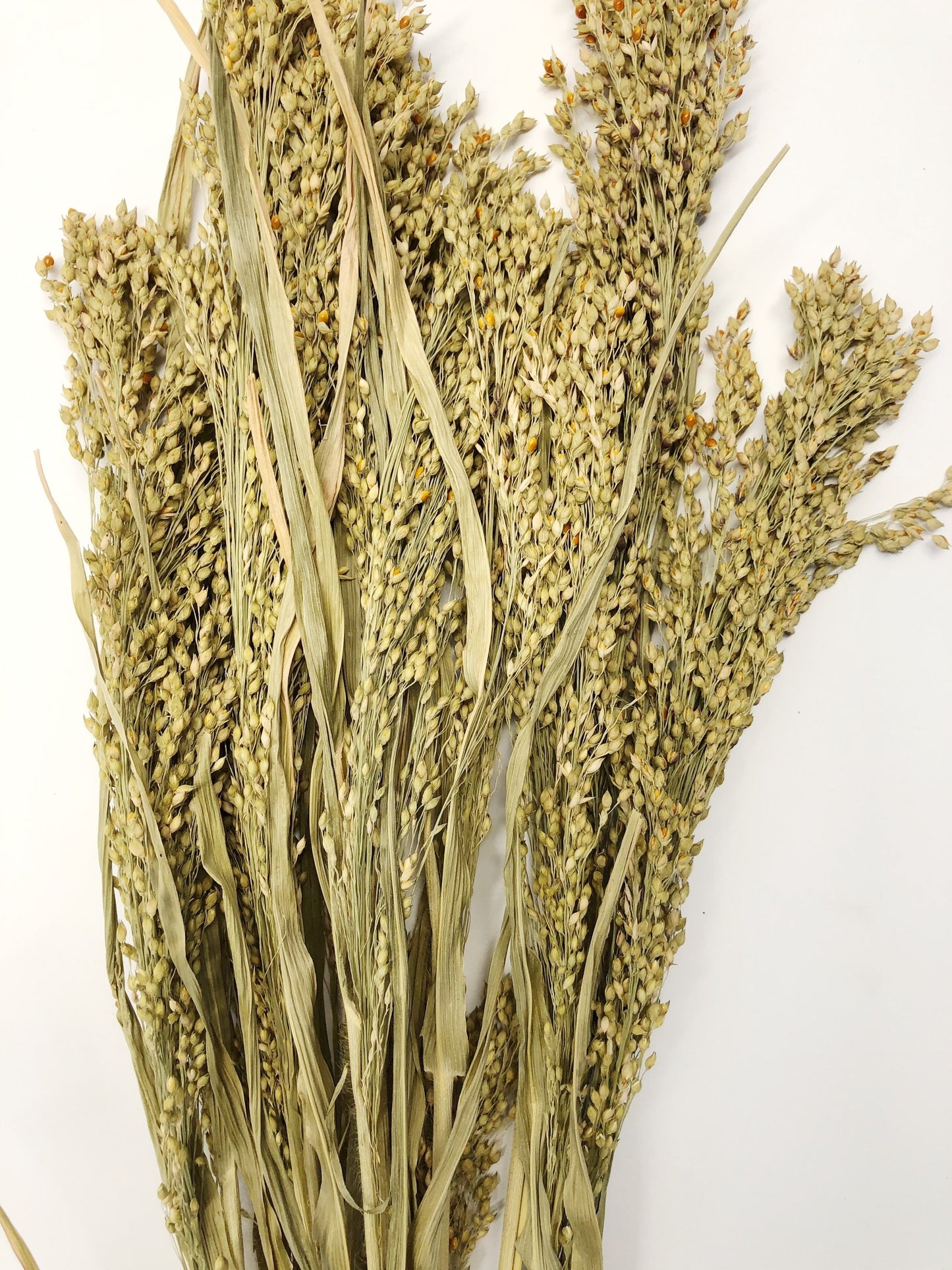 Panicum Grass, Wheat, Dried, Wheat, Preserved Flowers, Floral, Home Decor, Herbs, Millets, Cereal Grains, Wheats and Grass, Filler, Fall