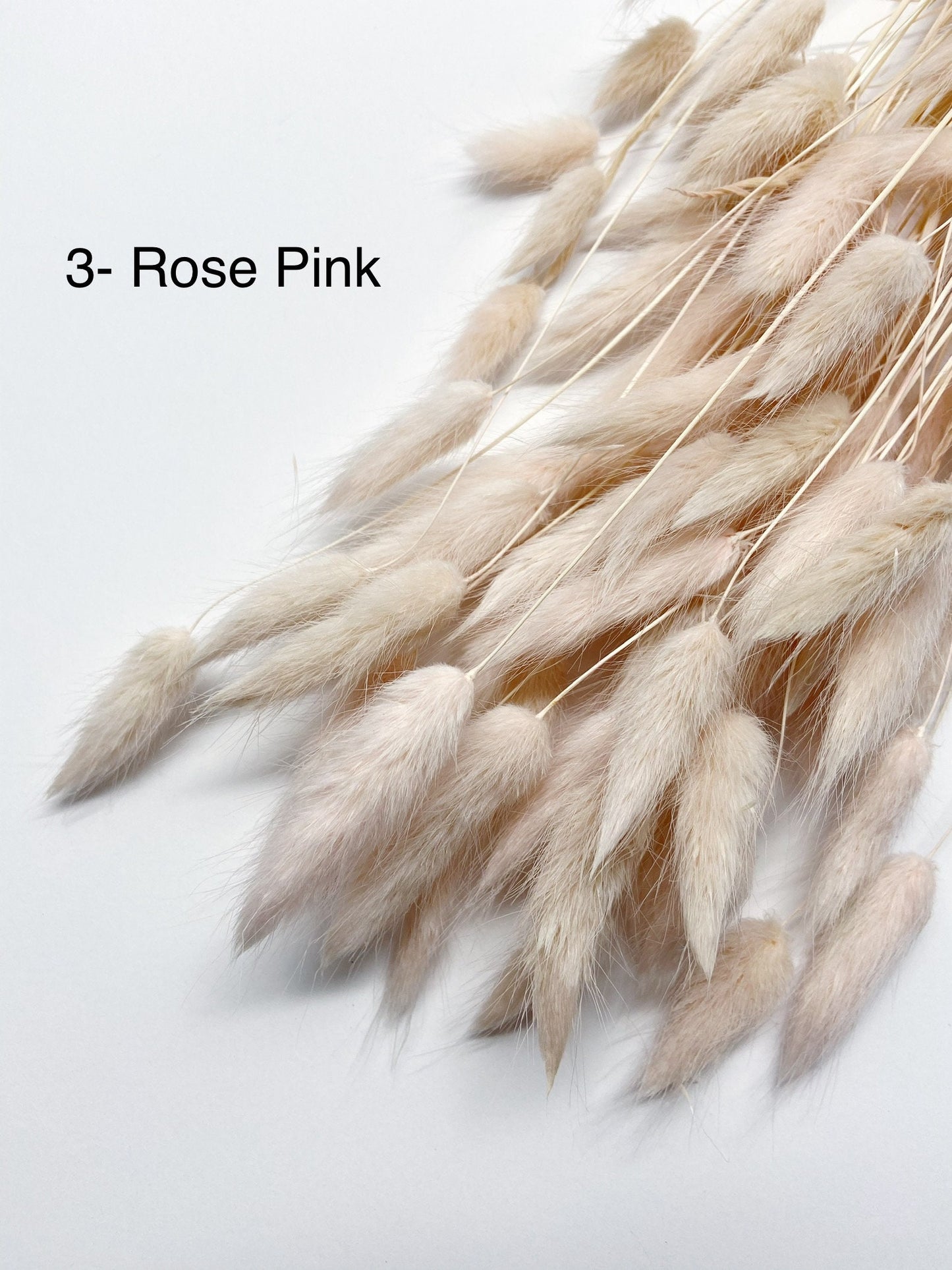 Bunny Tails, Preserved Flowers, real flowers, dried flowers, soft flowers, fluffy, pink, chocolate brown, bleached white, natural,