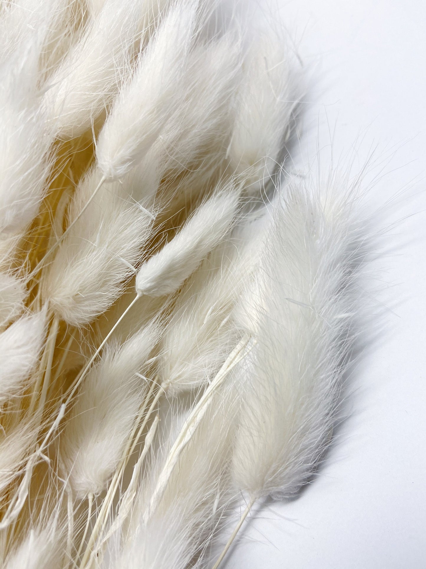 Bunny Tails, Preserved Flowers, real flowers, dried flowers, soft flowers, fluffy, pink, chocolate brown, bleached white, natural,
