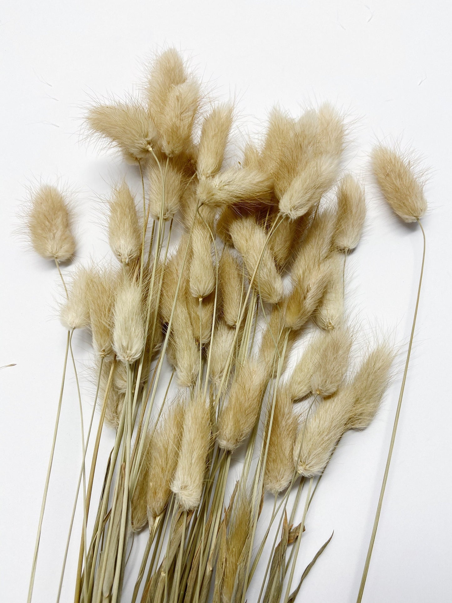 Bunny Tails, Preserved Flowers, real flowers, dried flowers, soft flowers, fluffy, pink, chocolate brown, bleached white, natural,