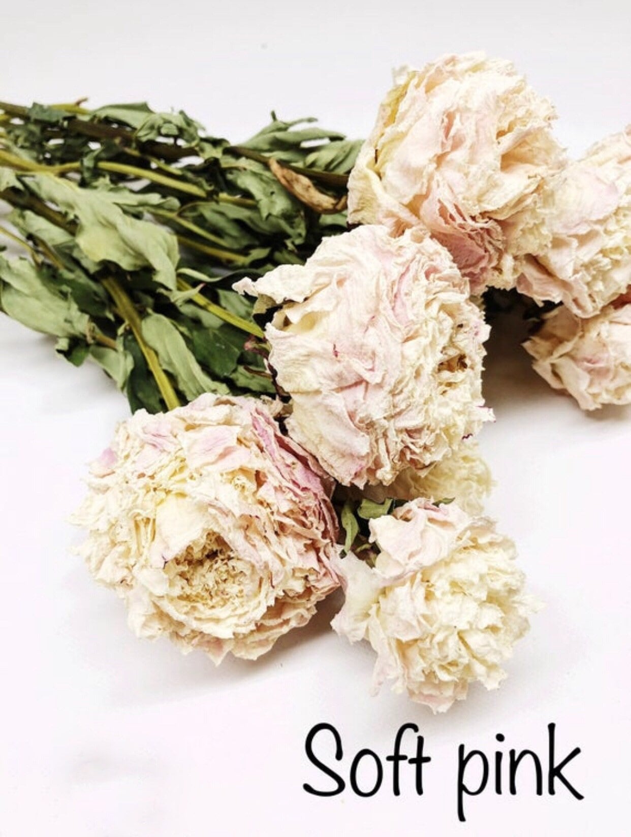Dried Peony Blooms – Pink, Burgundy, Cream, Beige, Nude – Wedding Bouquets, Bridal Flowers, DIY Décor, Rustic Centerpieces, Home Décor