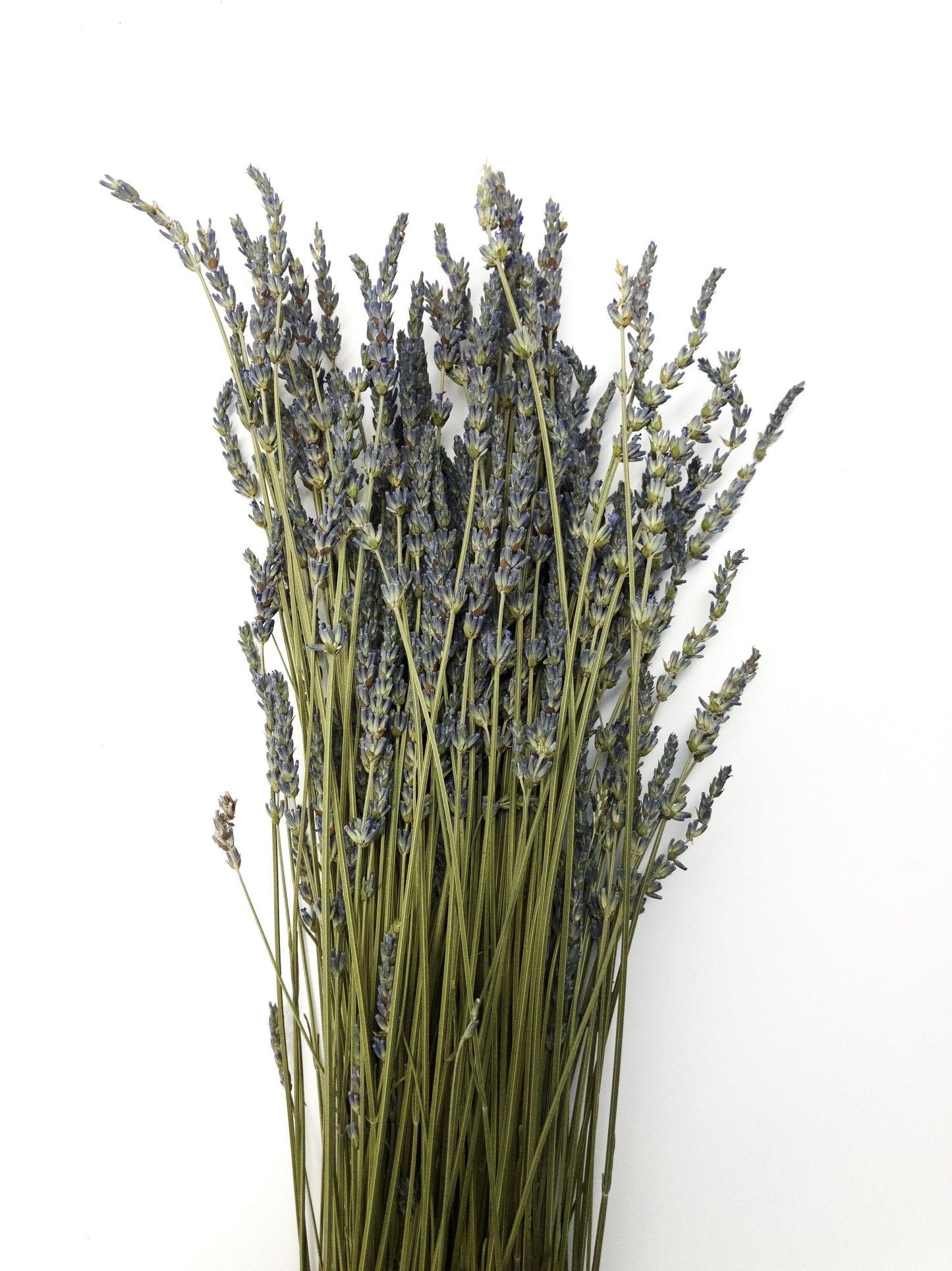 French Lavender, Preserved Flowers, Dried Flower, Lavender, Long Stems, Dried Lavender, Bundles, Wedding, Home Decor, Floral, Flowers
