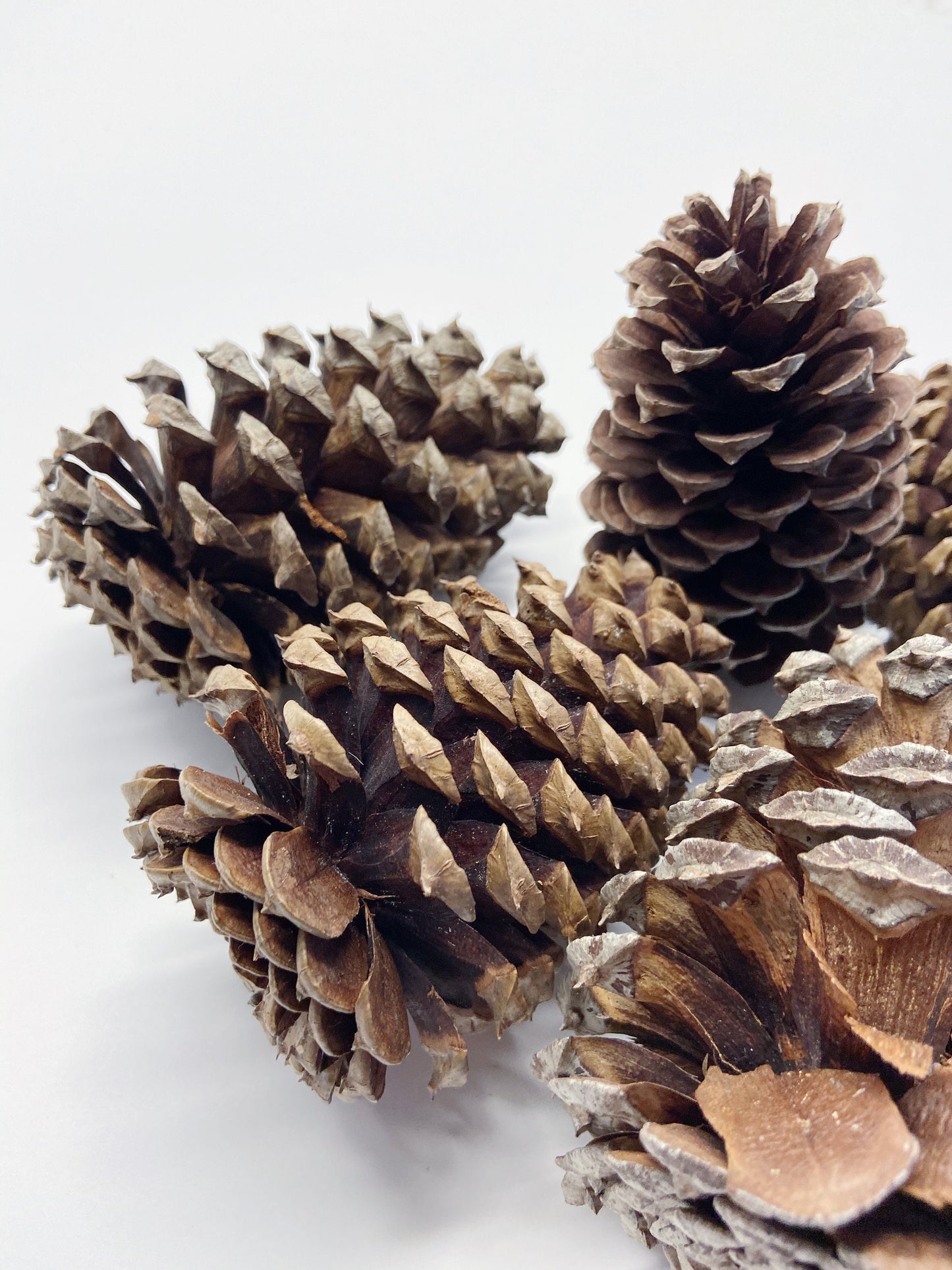 5 pinecones, natural pinecones, real, Christmas decoration, winter, artandcraft, home decor, real pinecones, round pinecones, tall pinecones